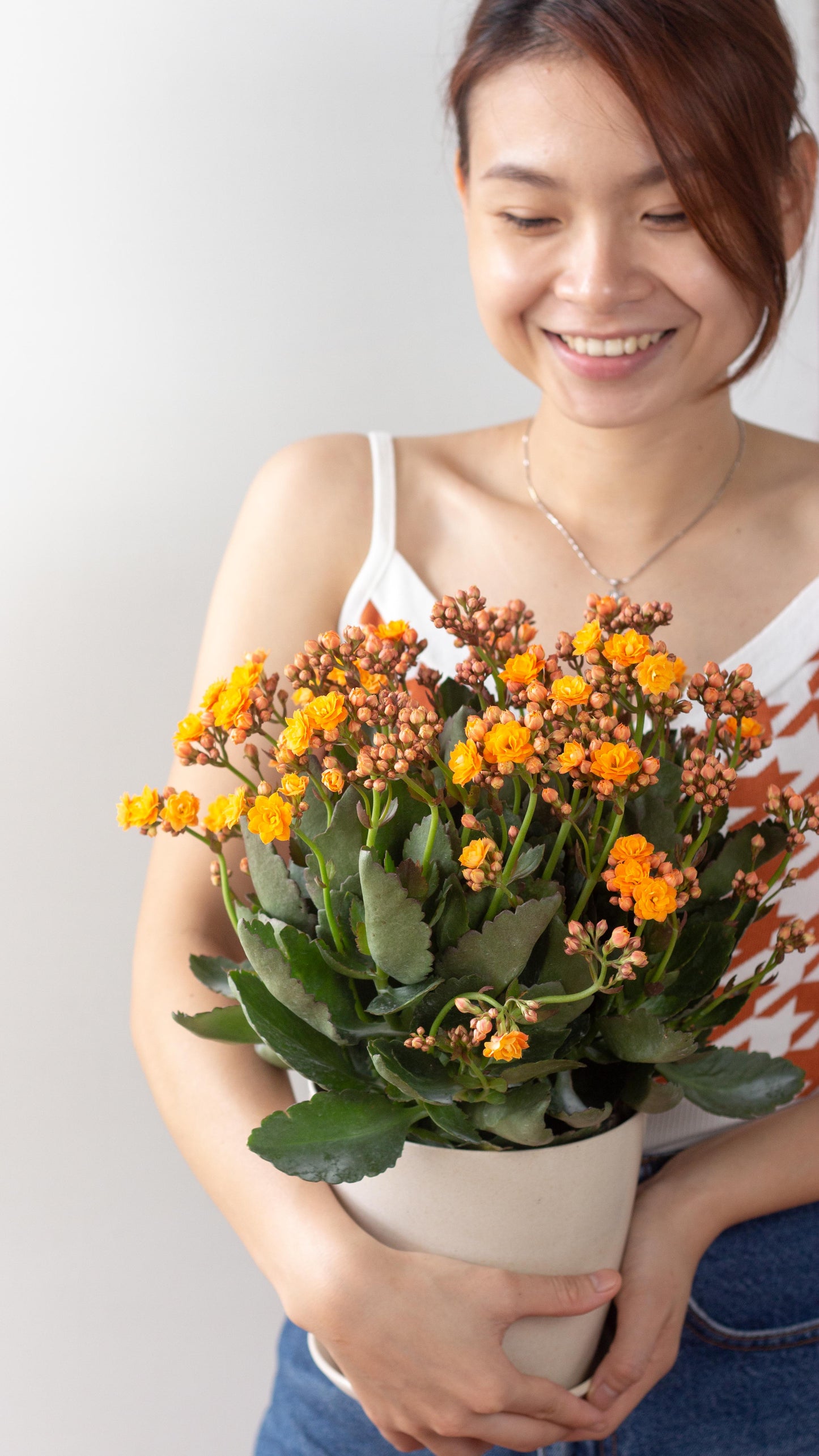 Kalanchoe
