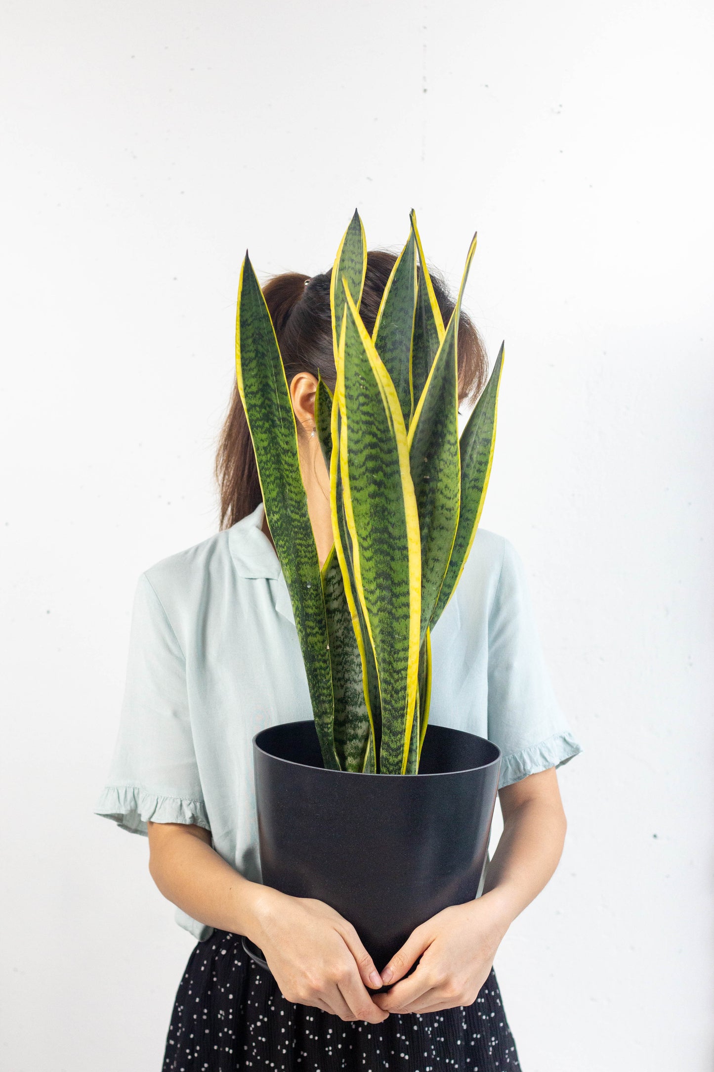Sansevieria