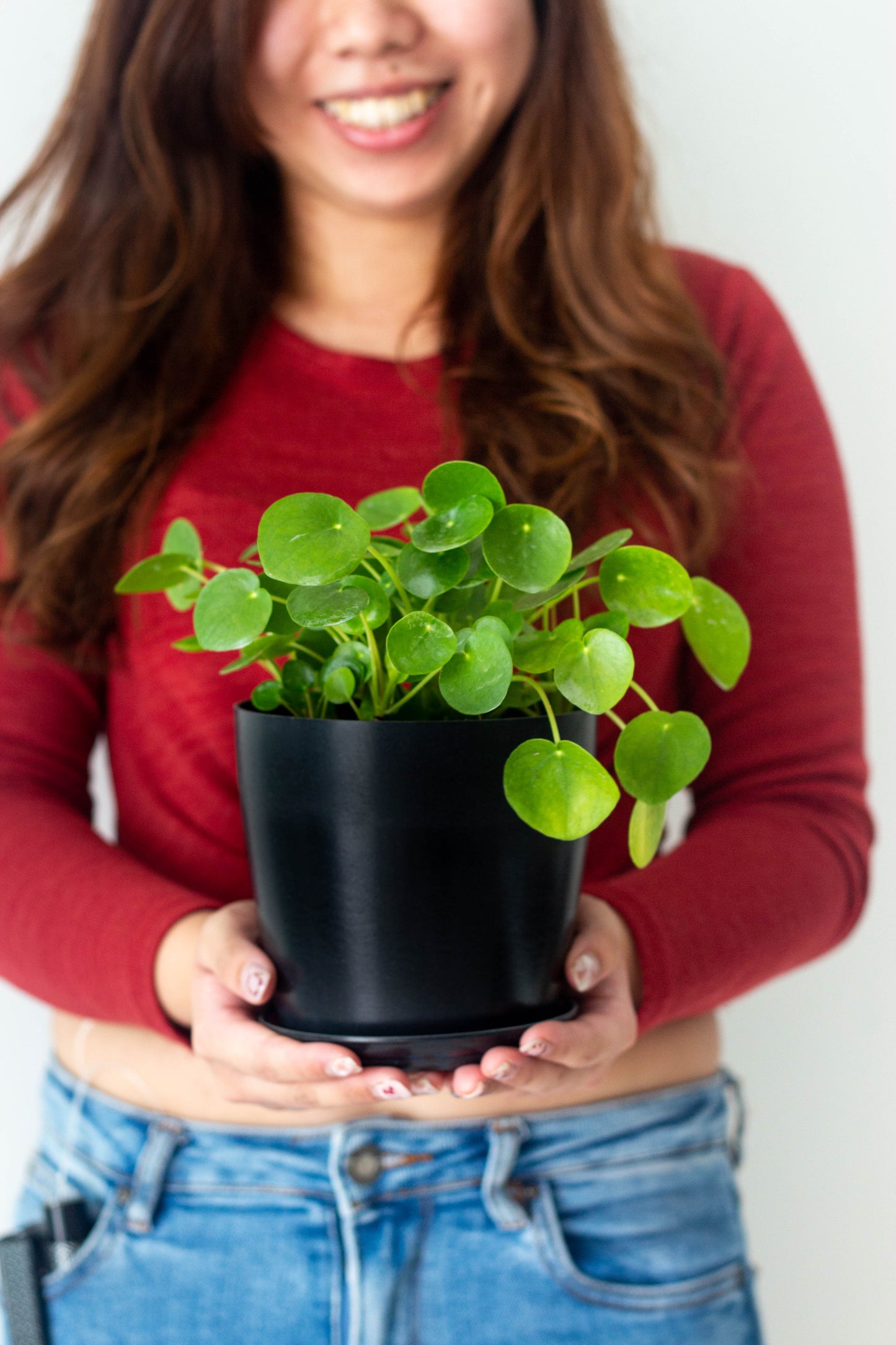Pilea Peperomioides