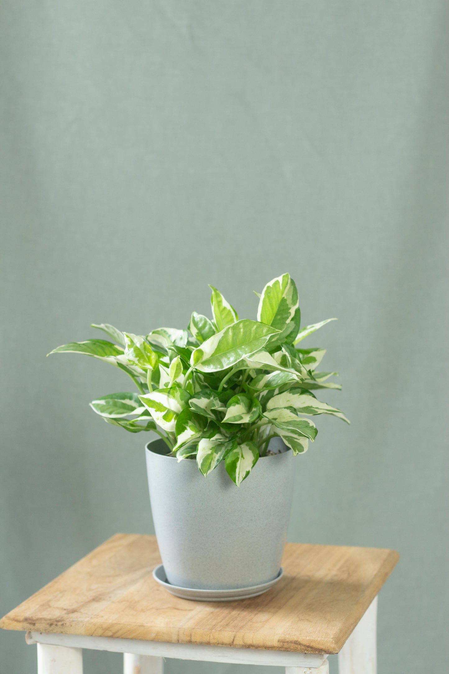 N'Joy Money Plant