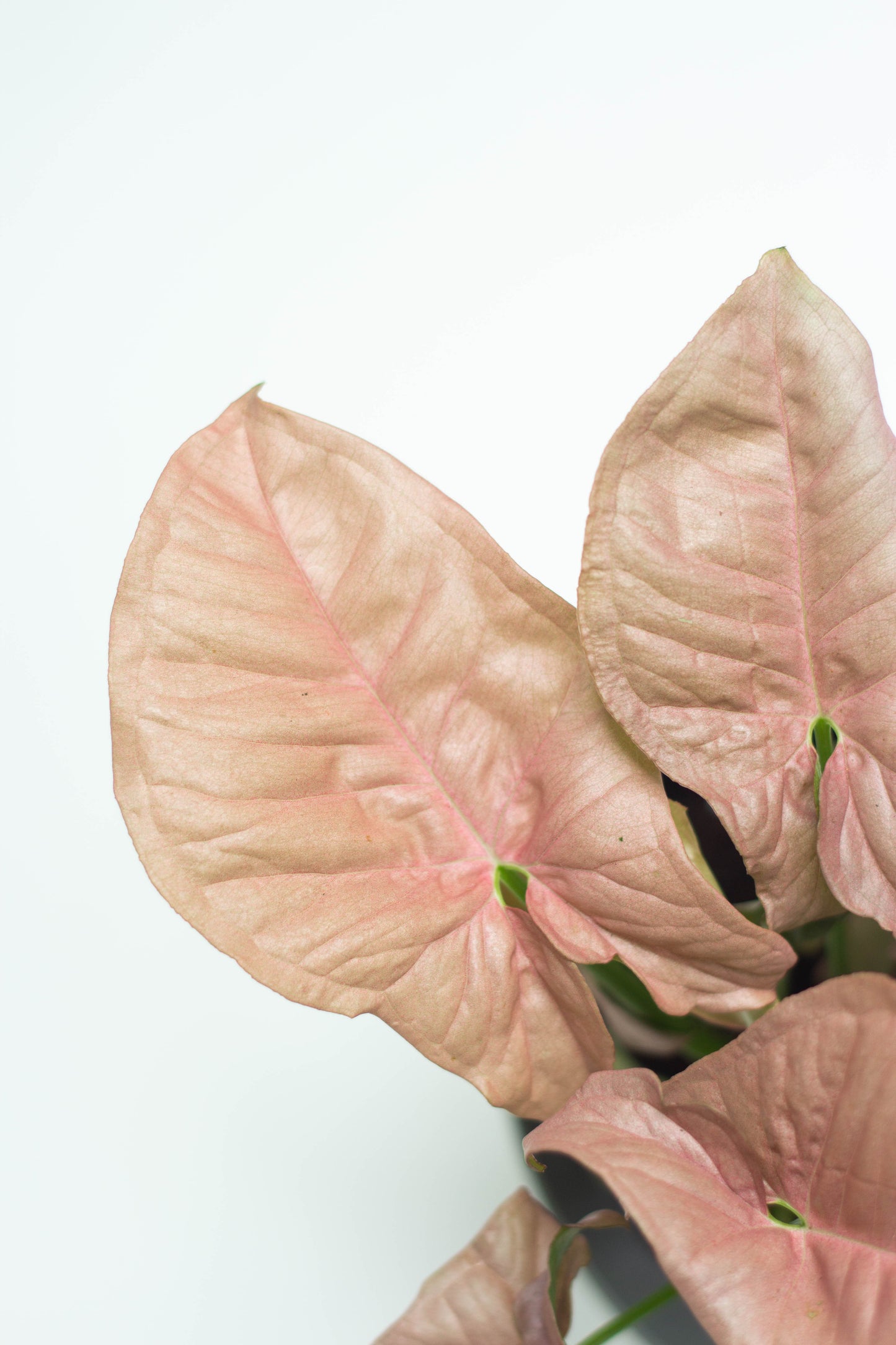 Syngonium Podophyllum 'Pink'