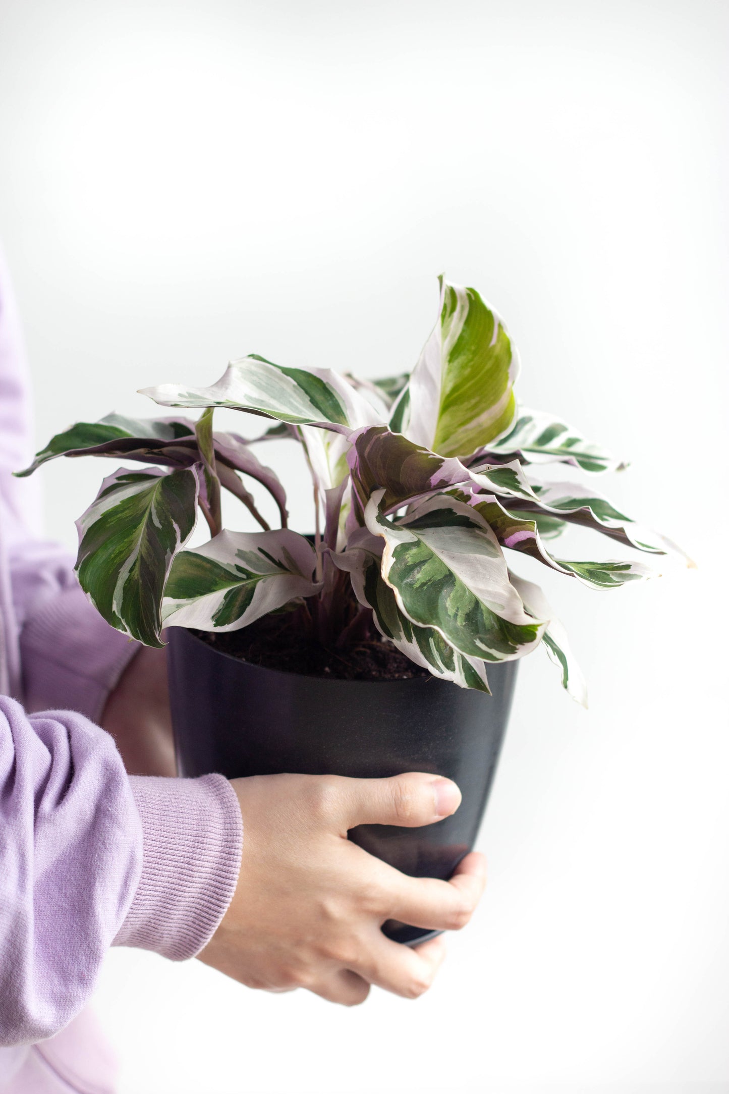Calathea White Fusion