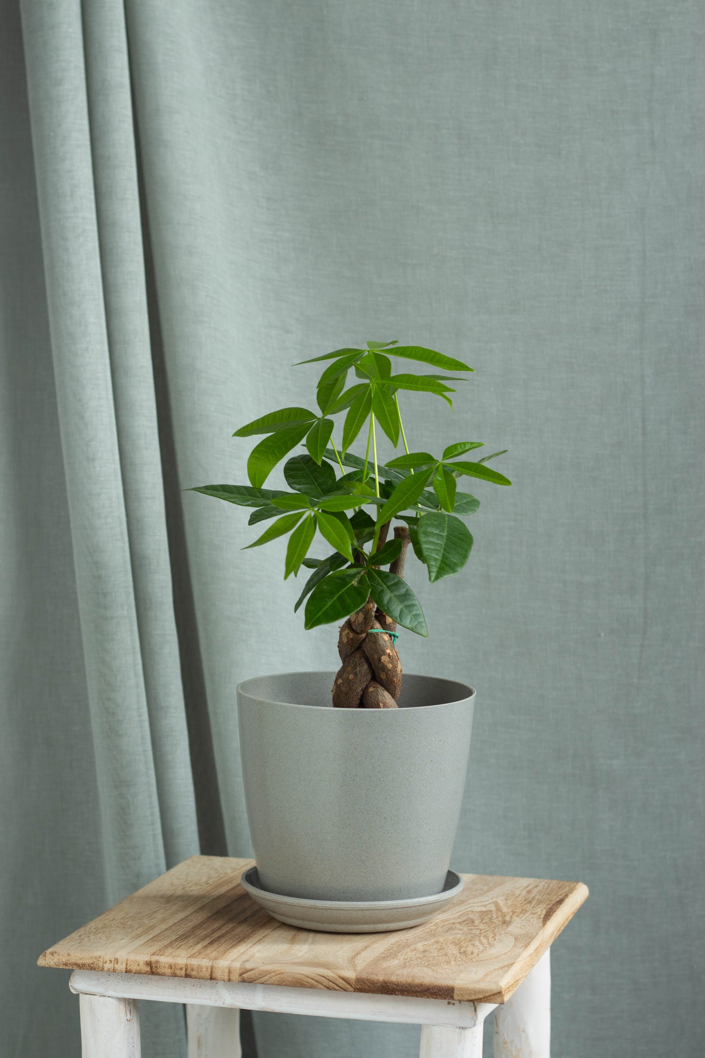 Braided Money Tree