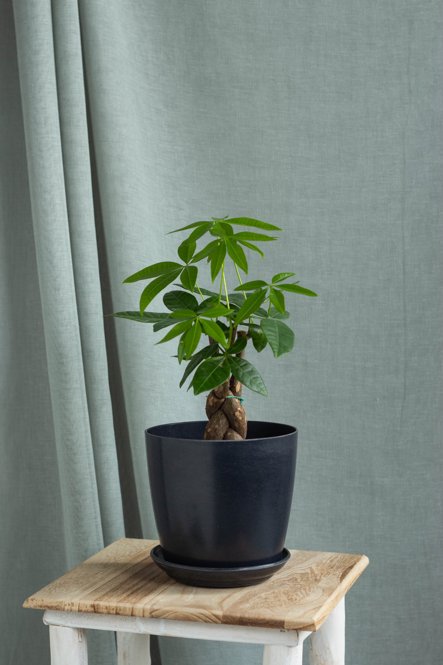 Braided Money Tree