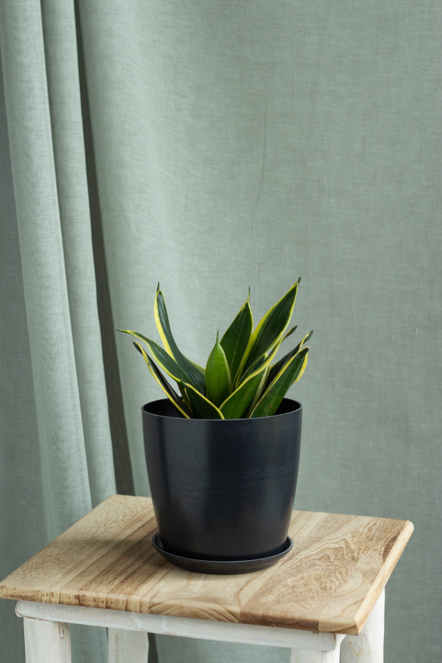 Sansevieria Black Star