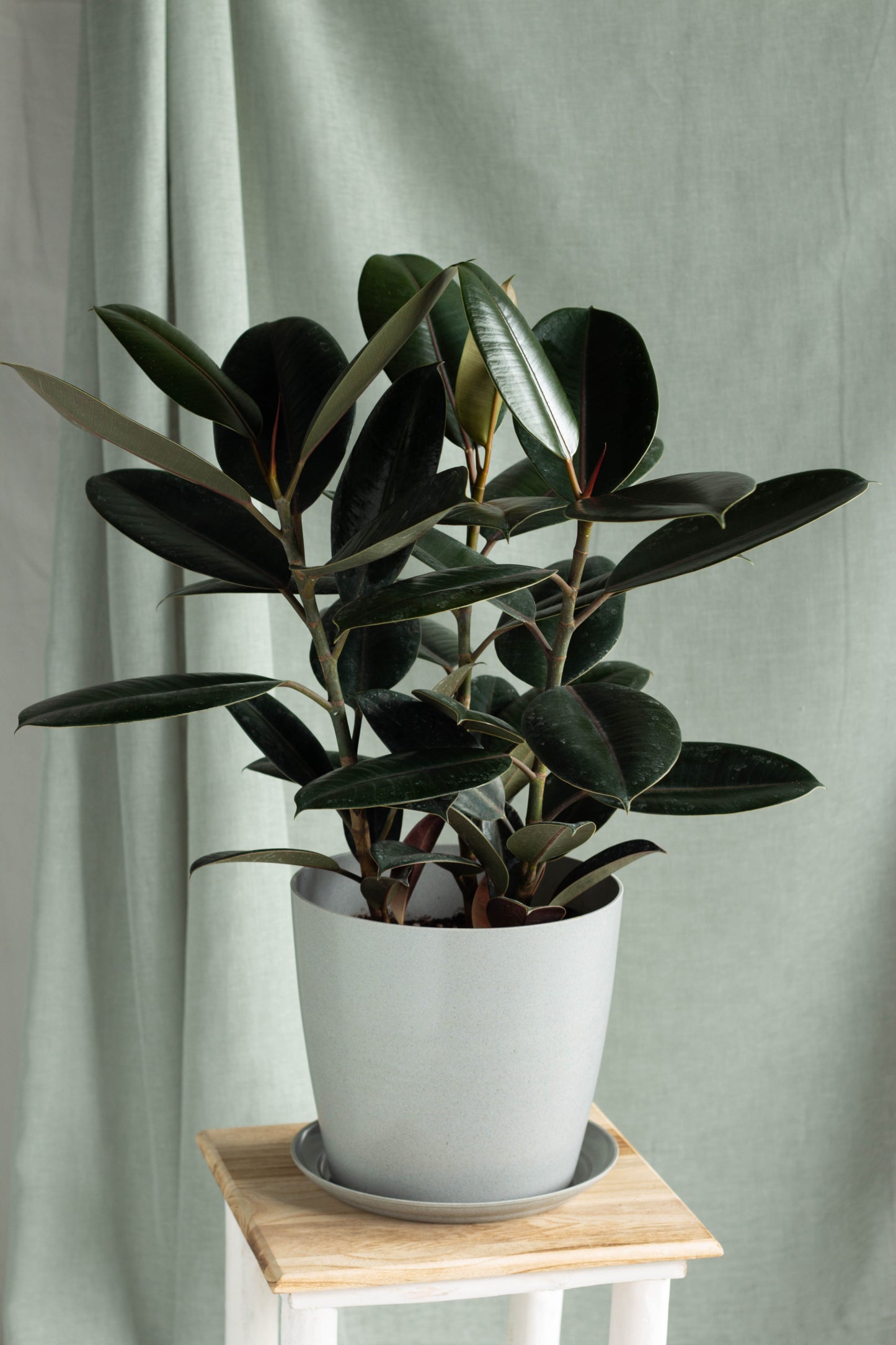 Rubber Plant