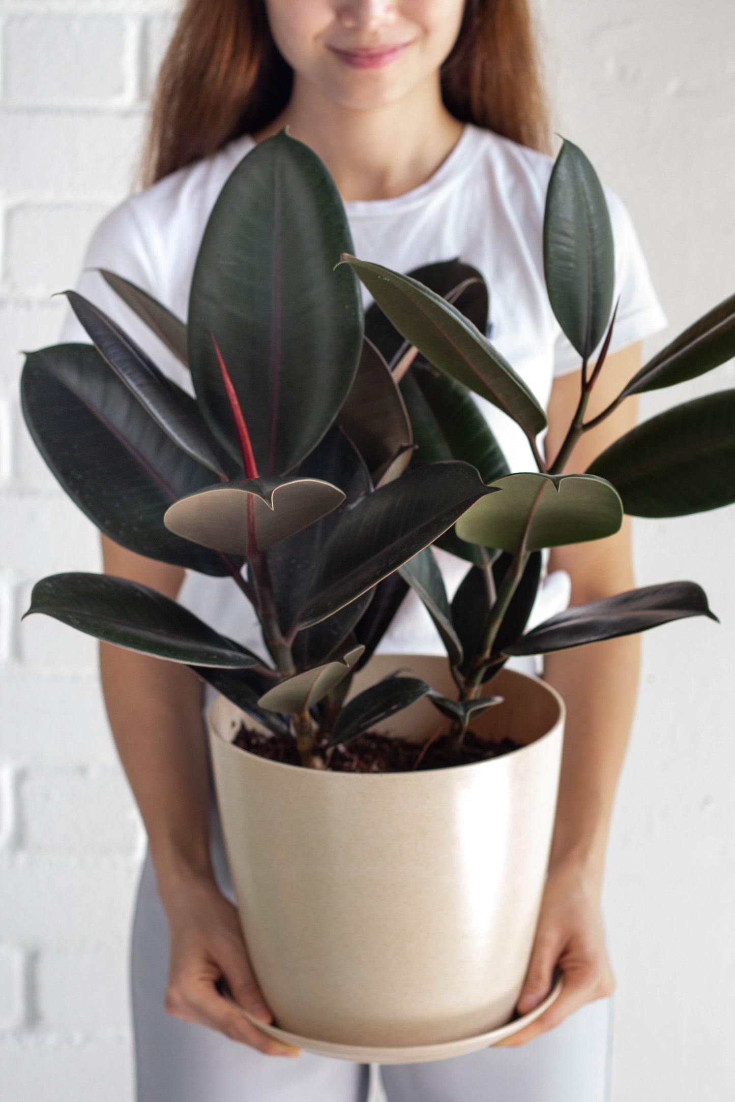 Rubber Plant