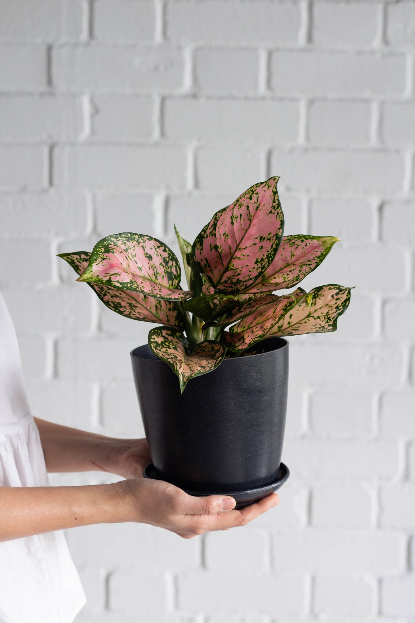Aglaonema Anjamani