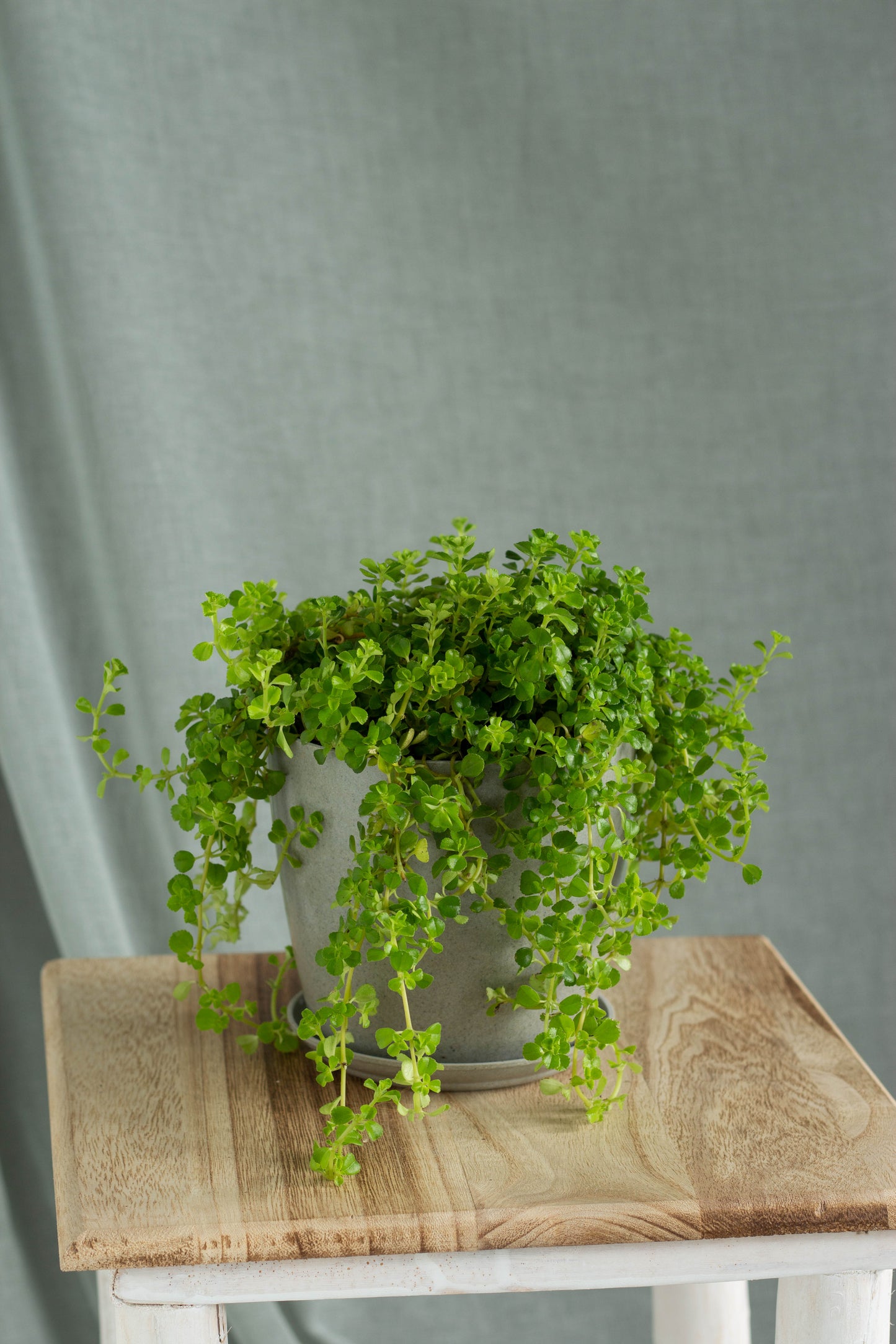 Pilea Baby Tears