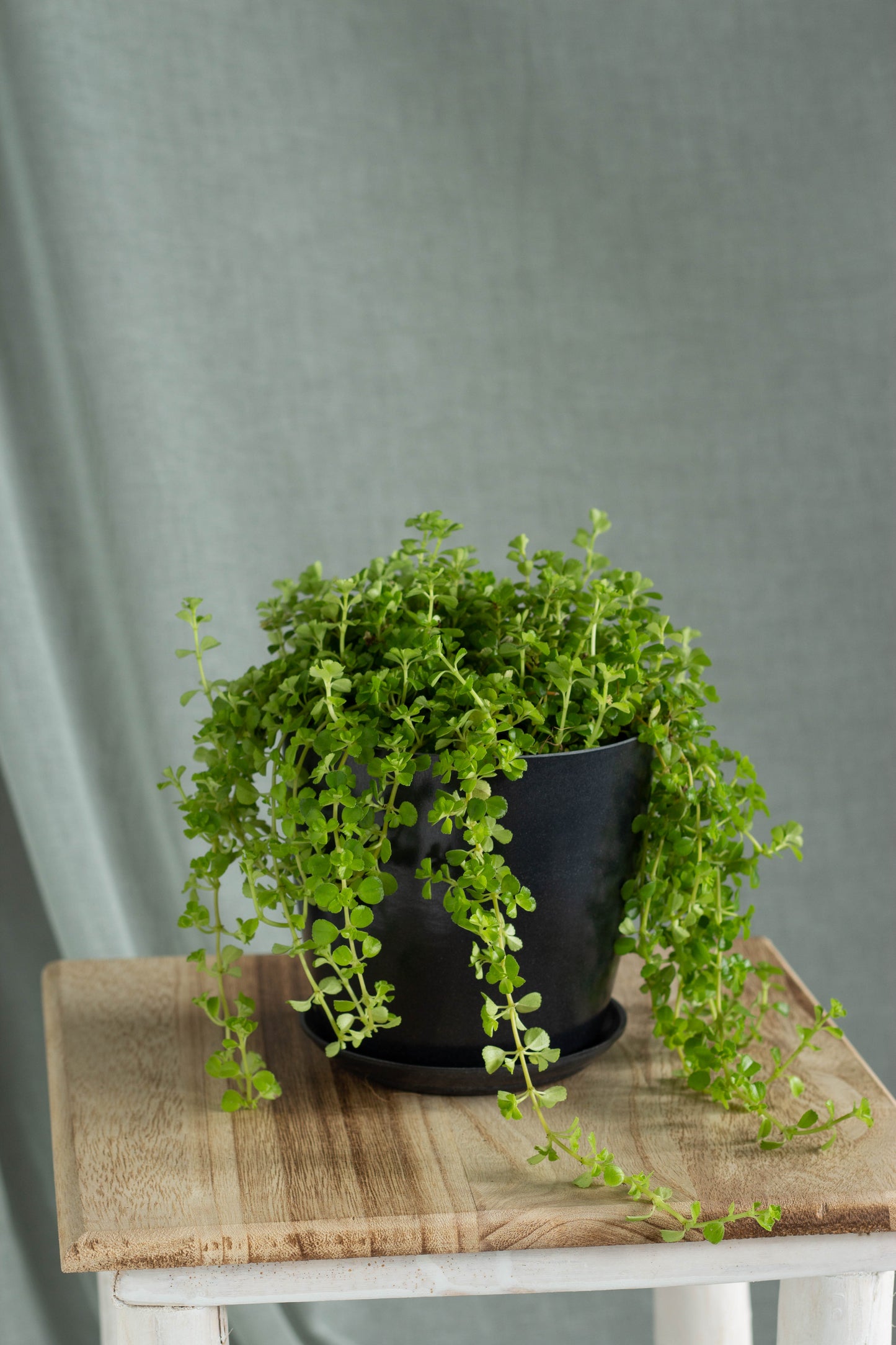 Pilea Baby Tears