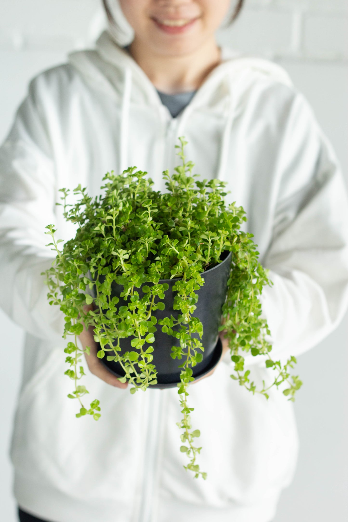 Pilea Baby Tears