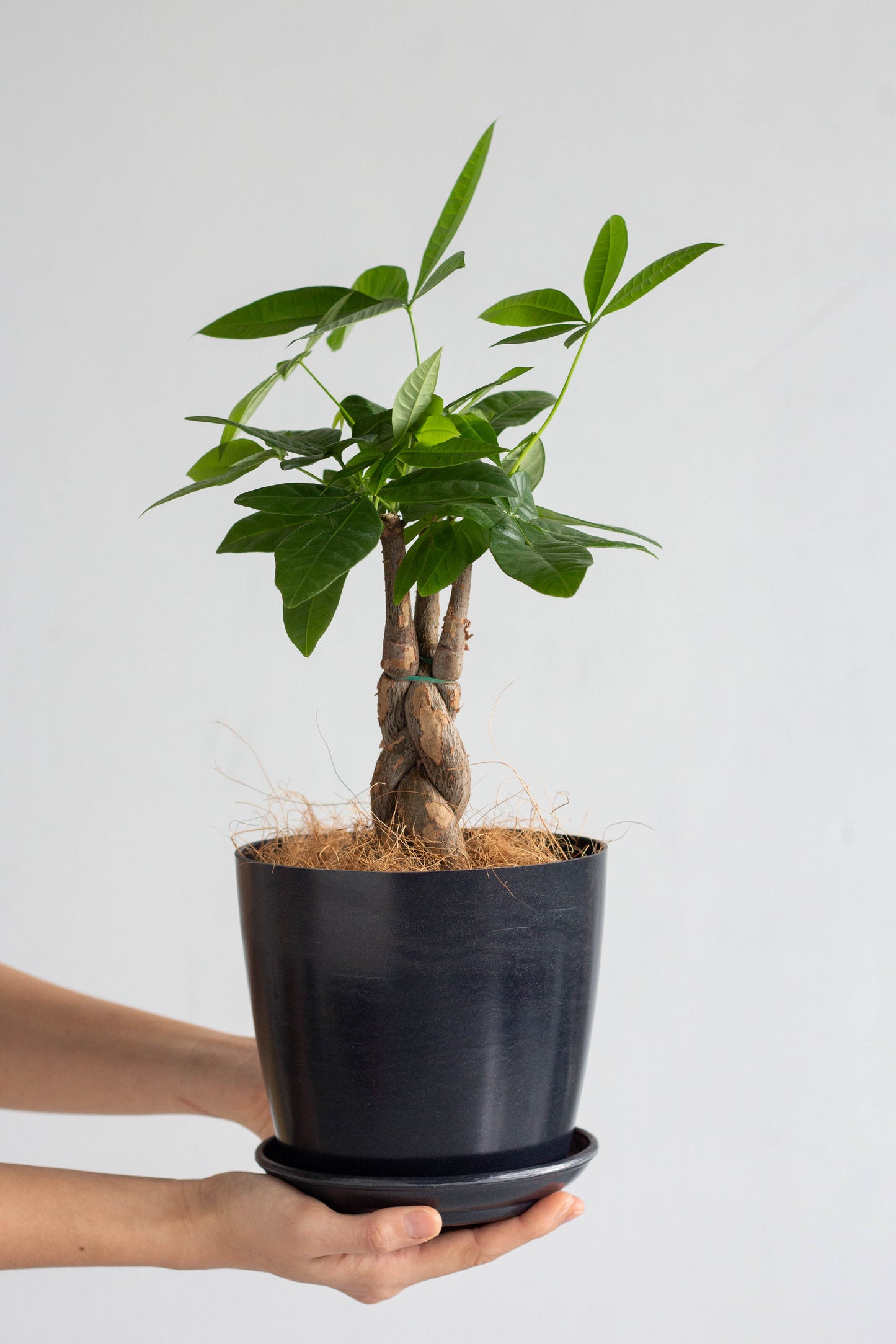 Braided Money Tree