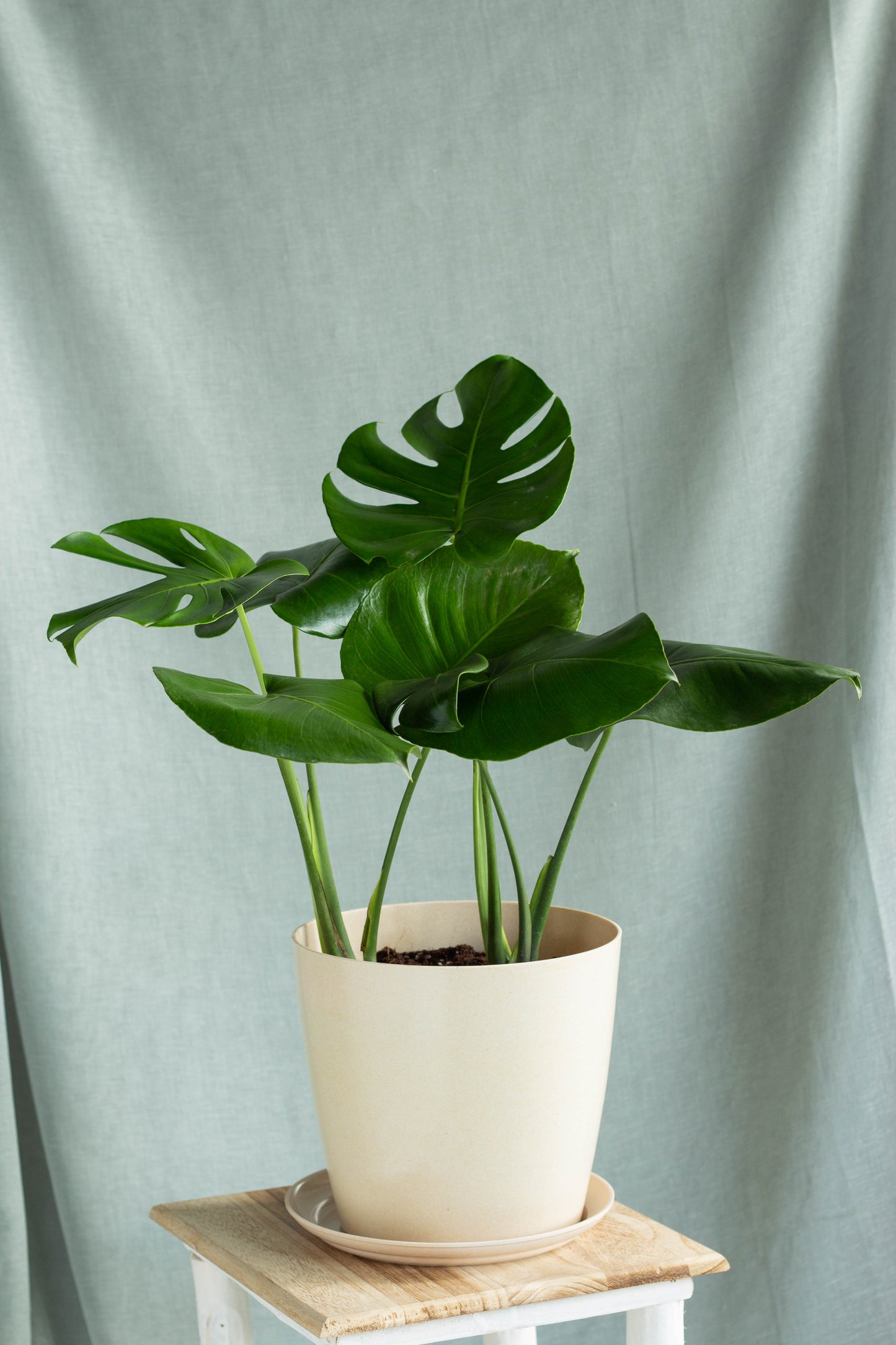 Monstera
