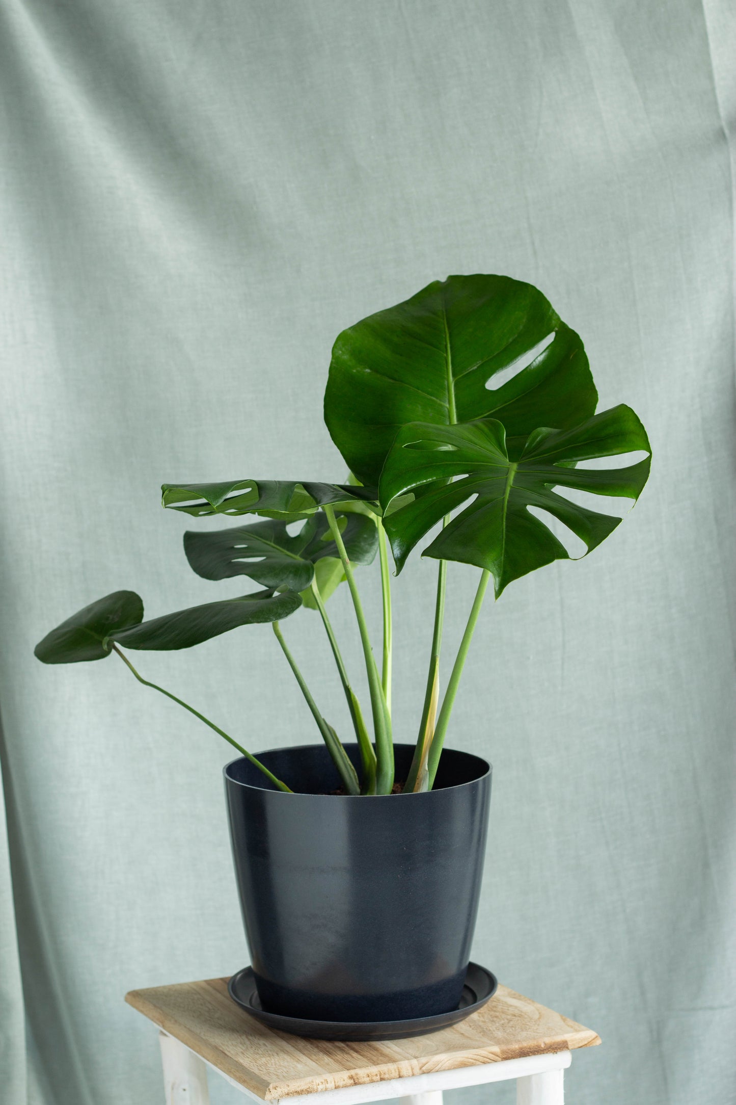 Monstera