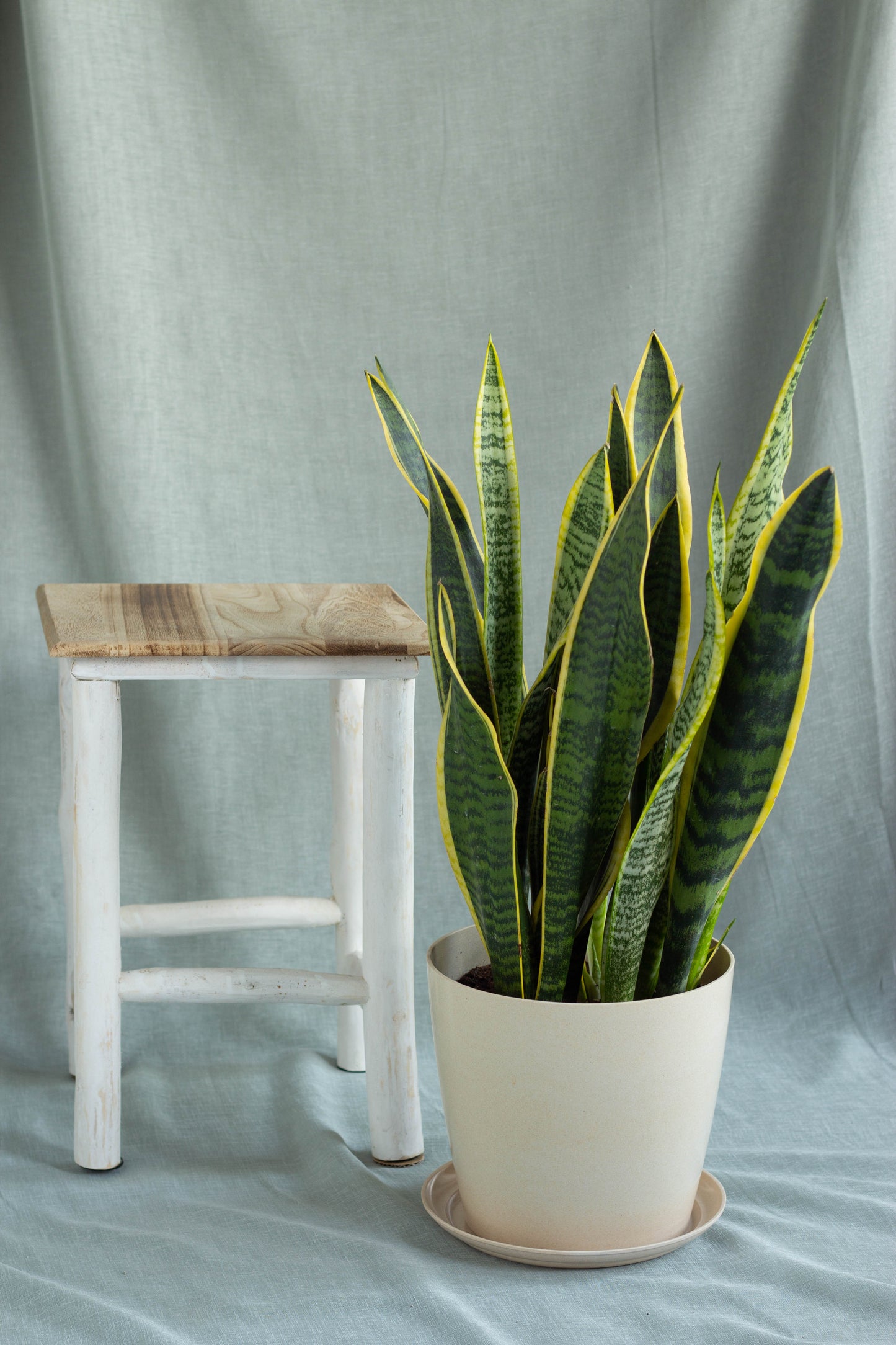 Sansevieria