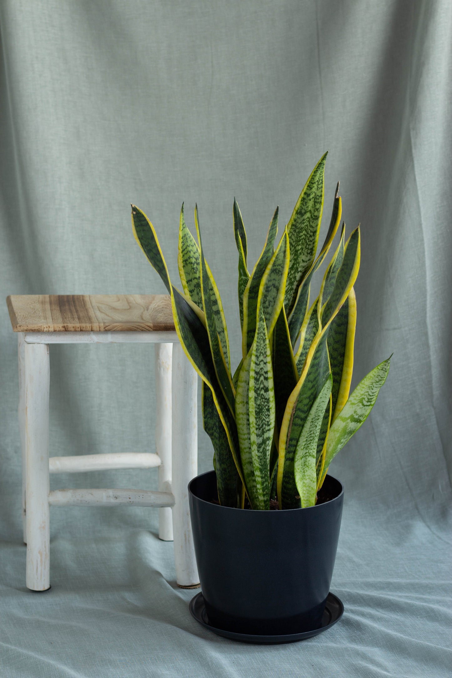 Sansevieria