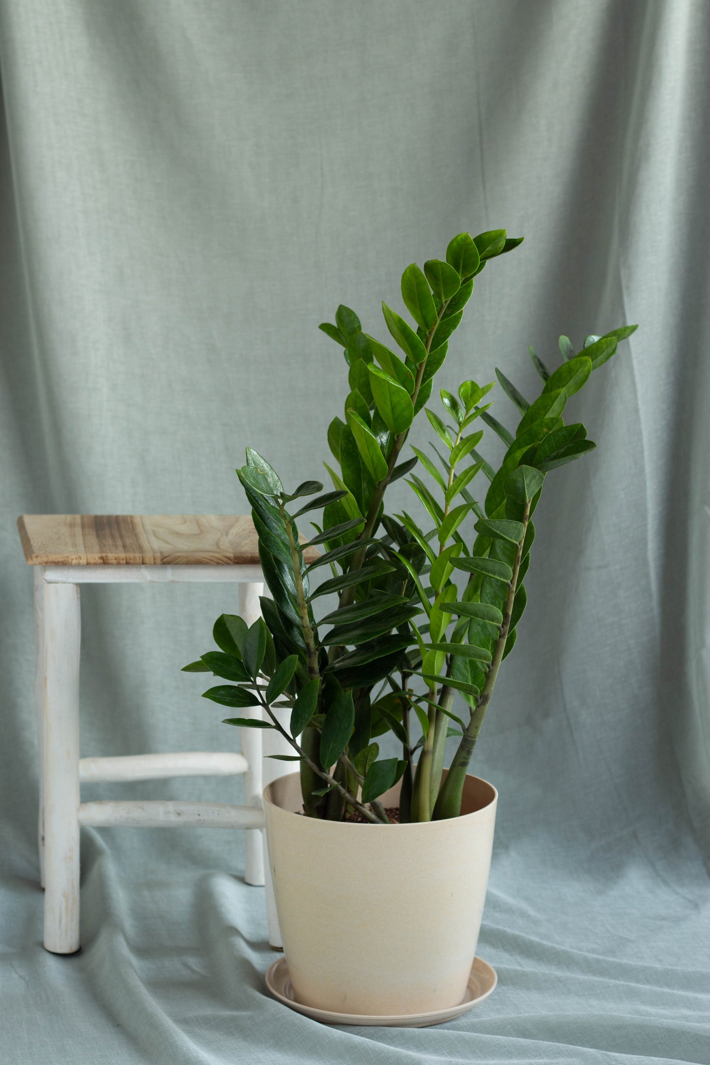 ZZ Plant