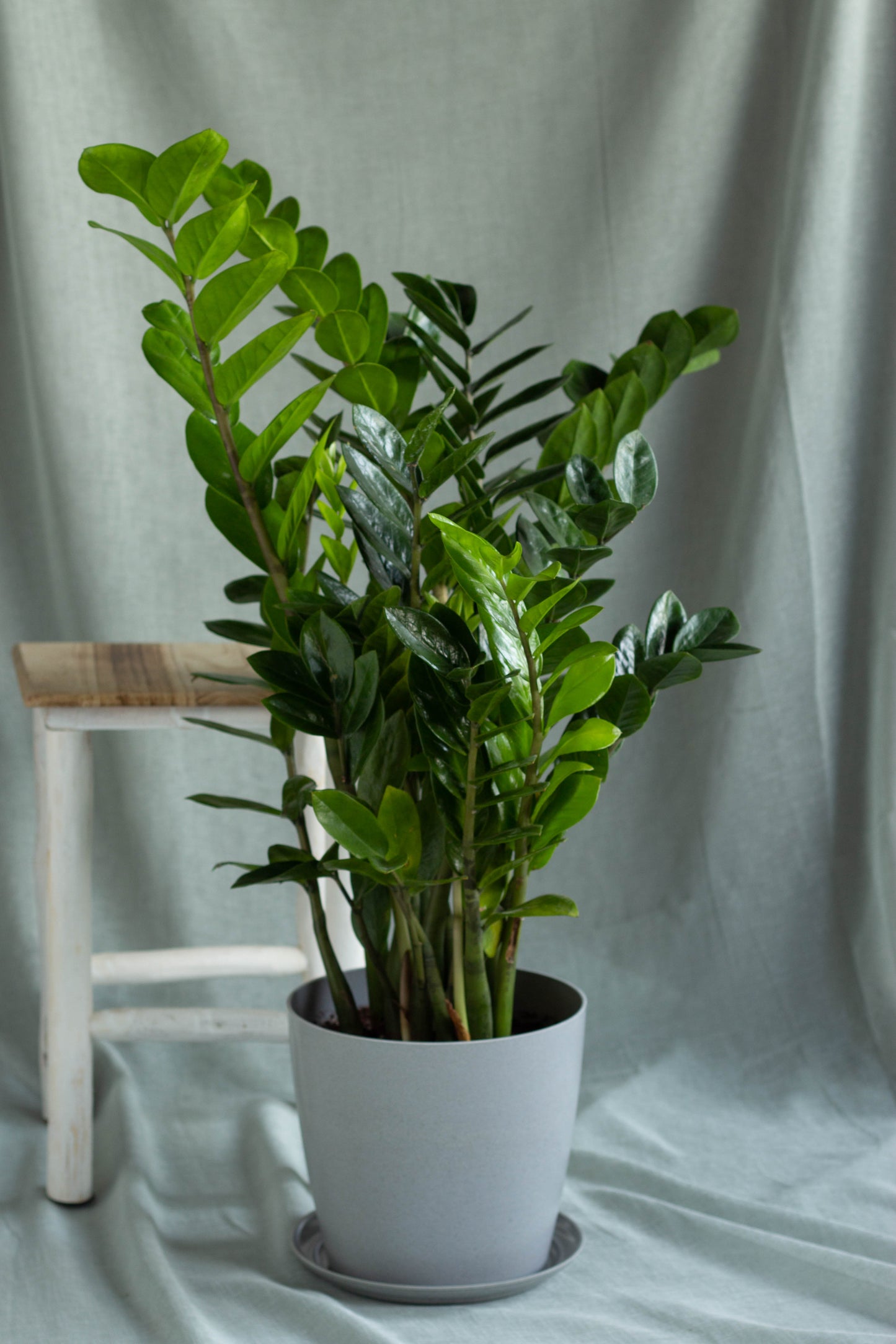 ZZ Plant