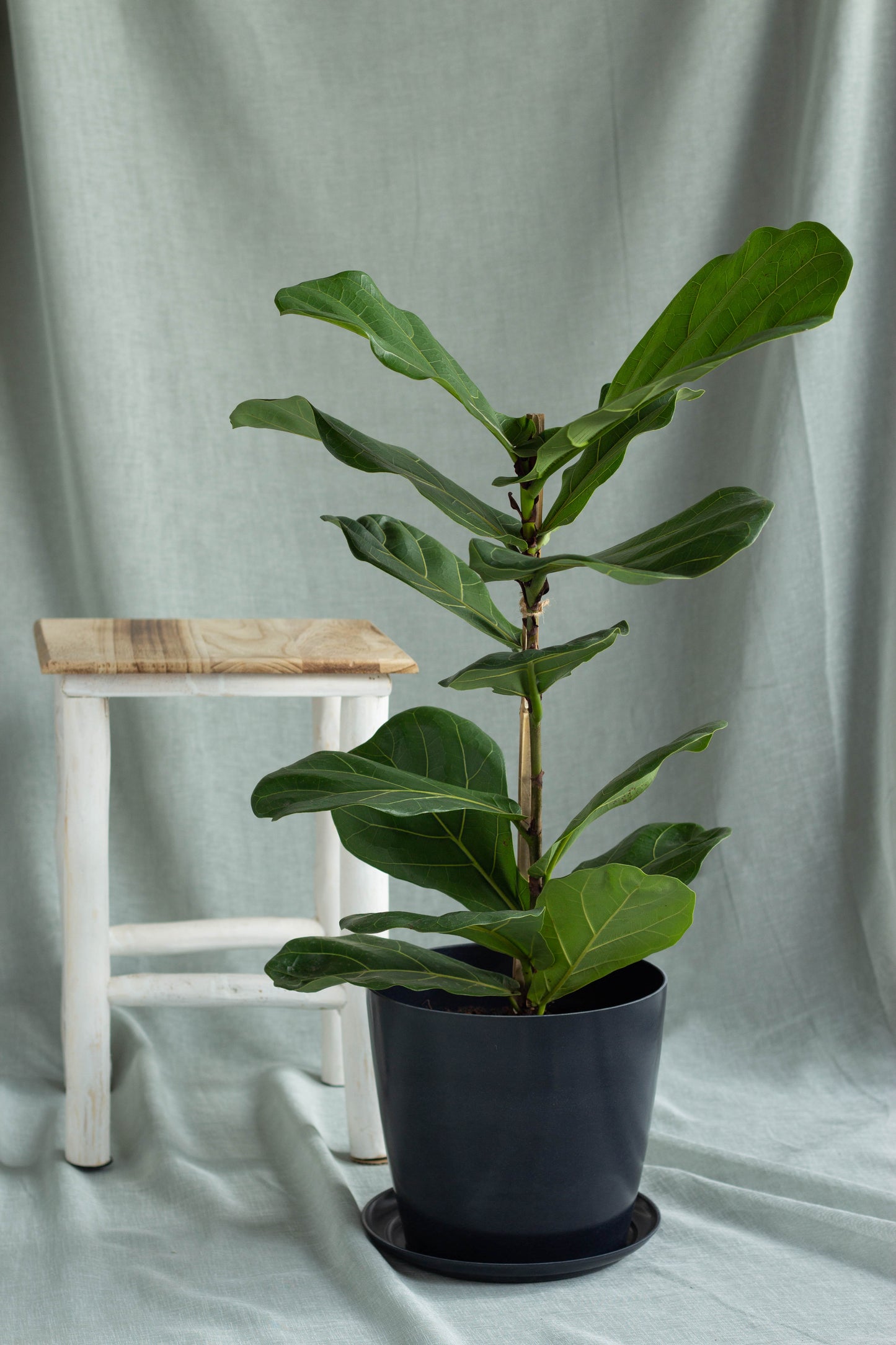 Fiddle Leaf Fig