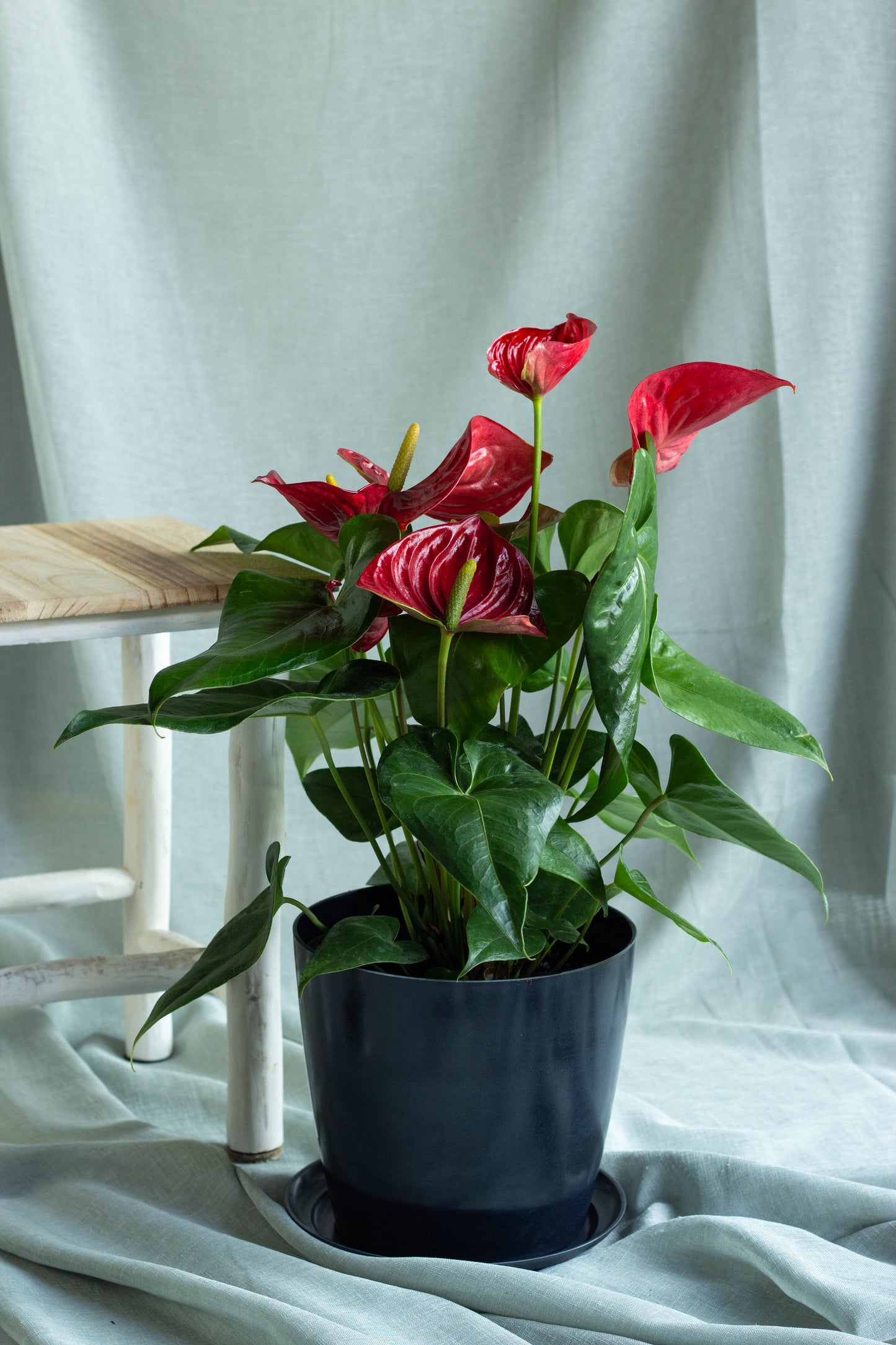 Anthurium