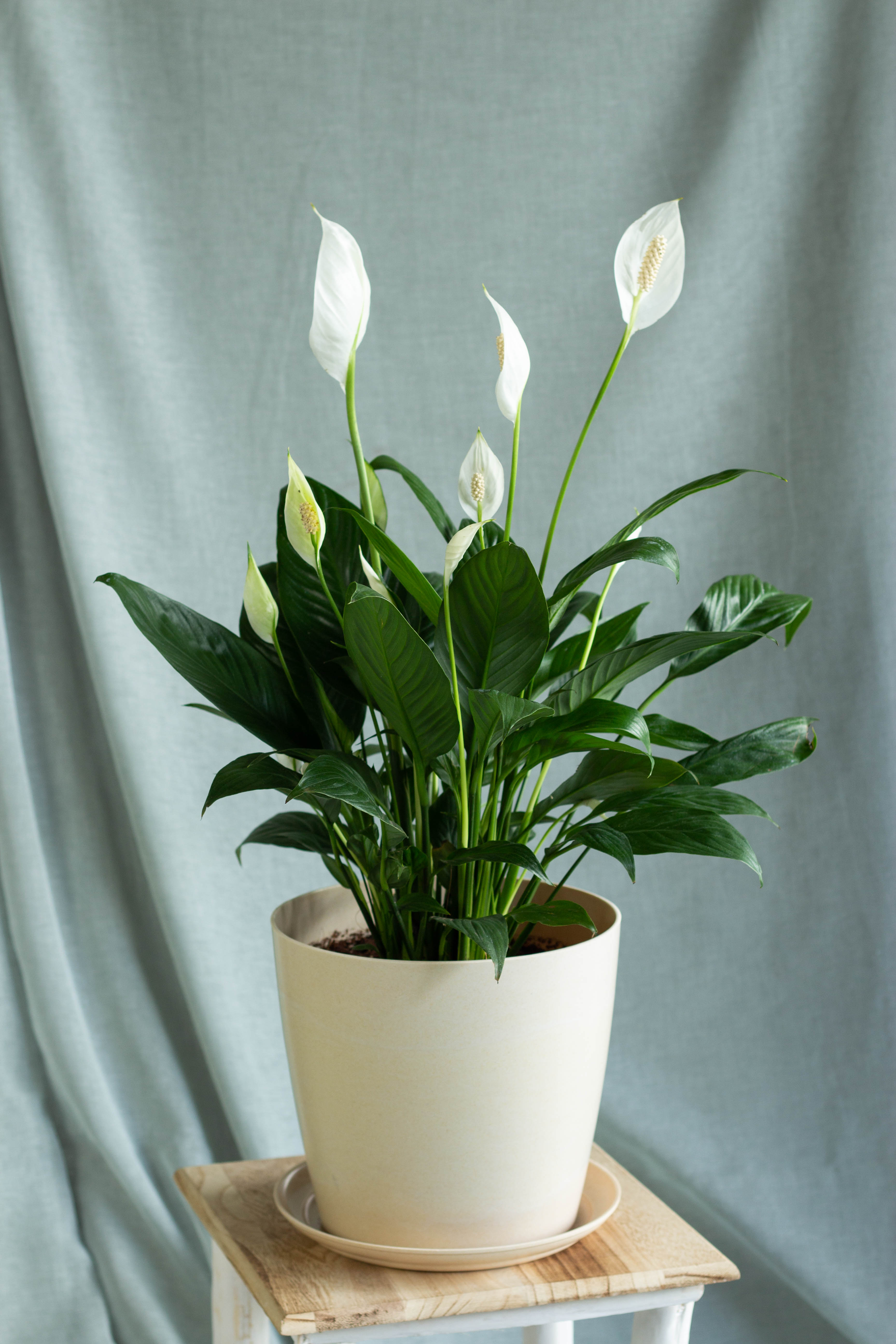 mini peace lily plant Peace Lily – Bloomspace