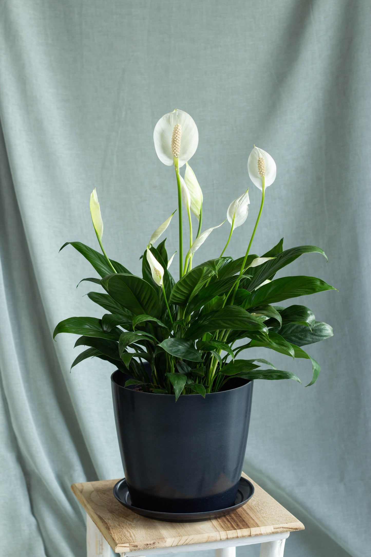 Peace Lily