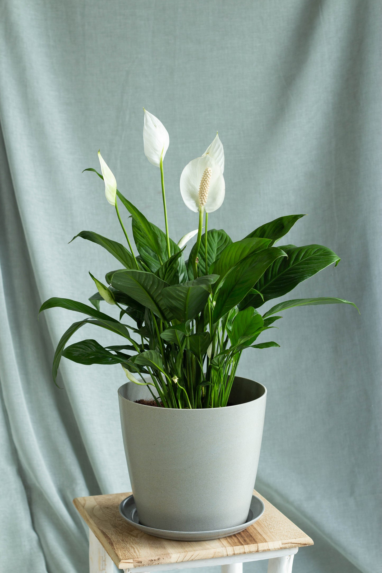 Peace Lily