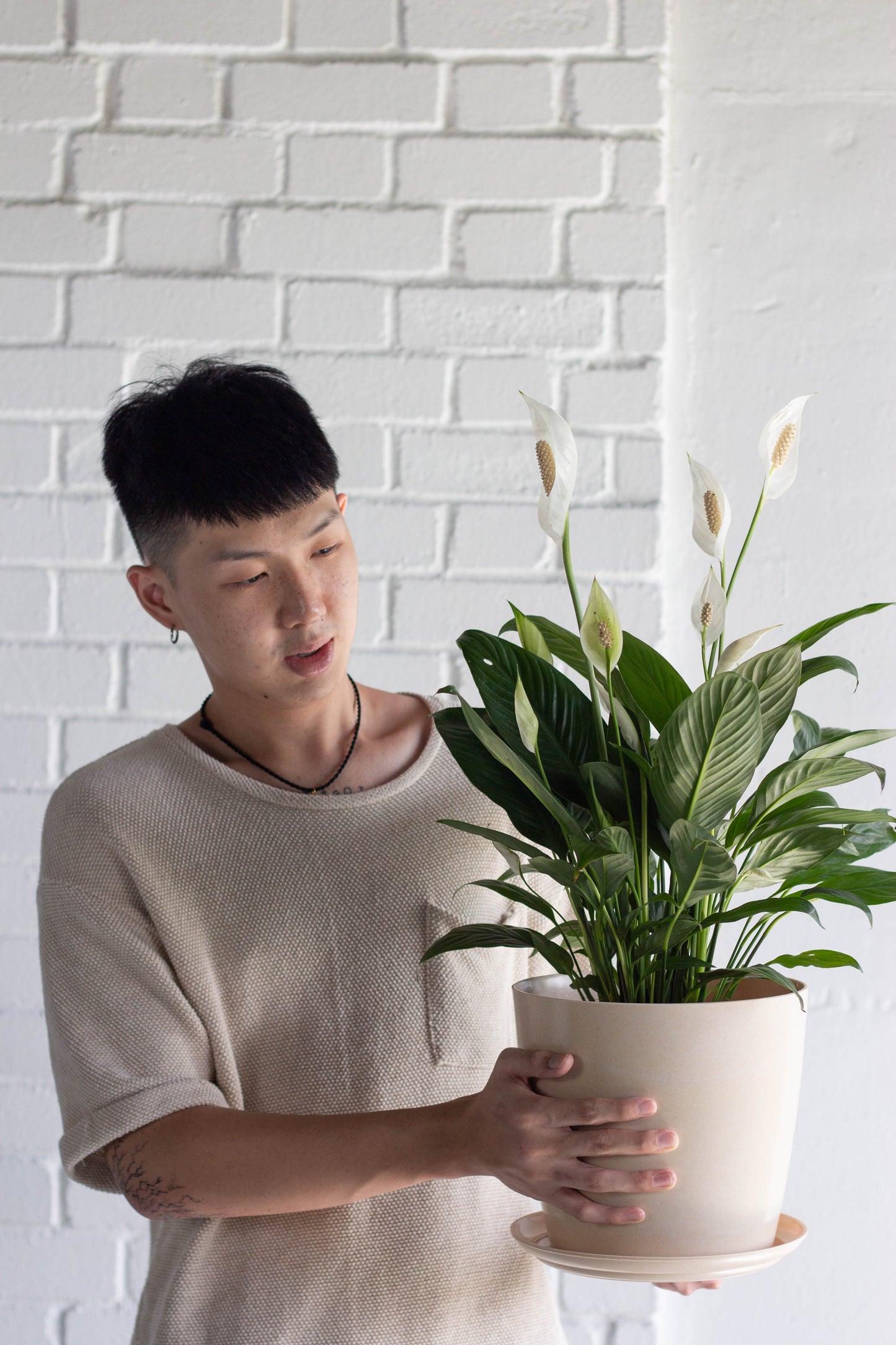Peace Lily