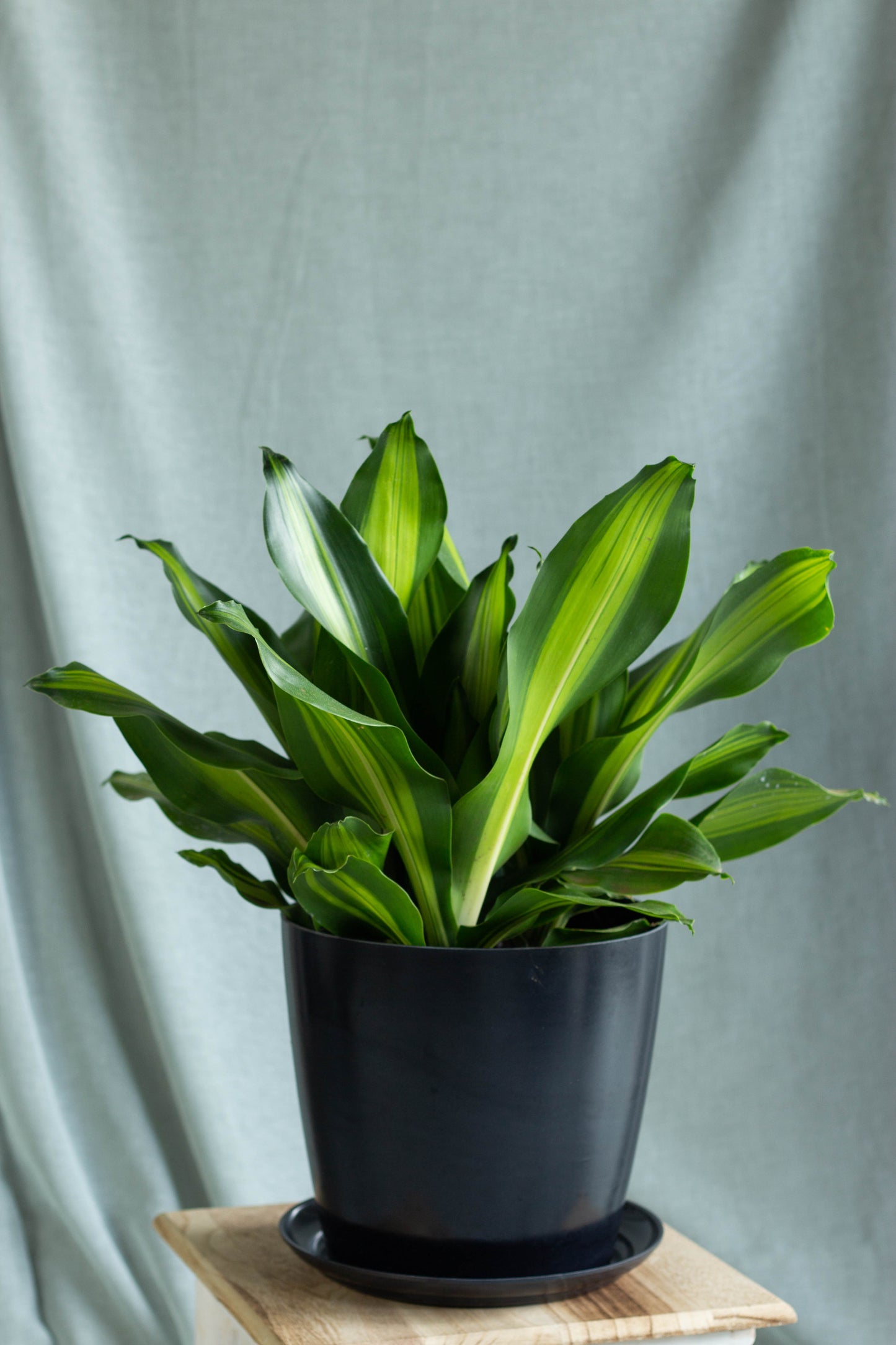 Dracaena Fragans