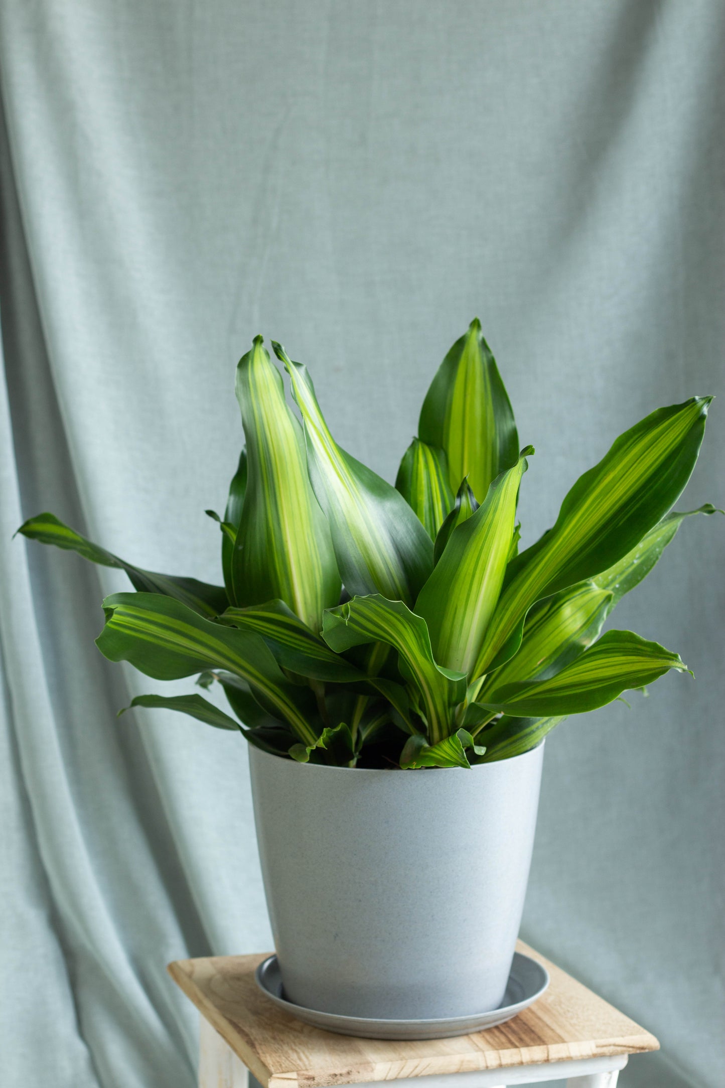 Dracaena Fragans