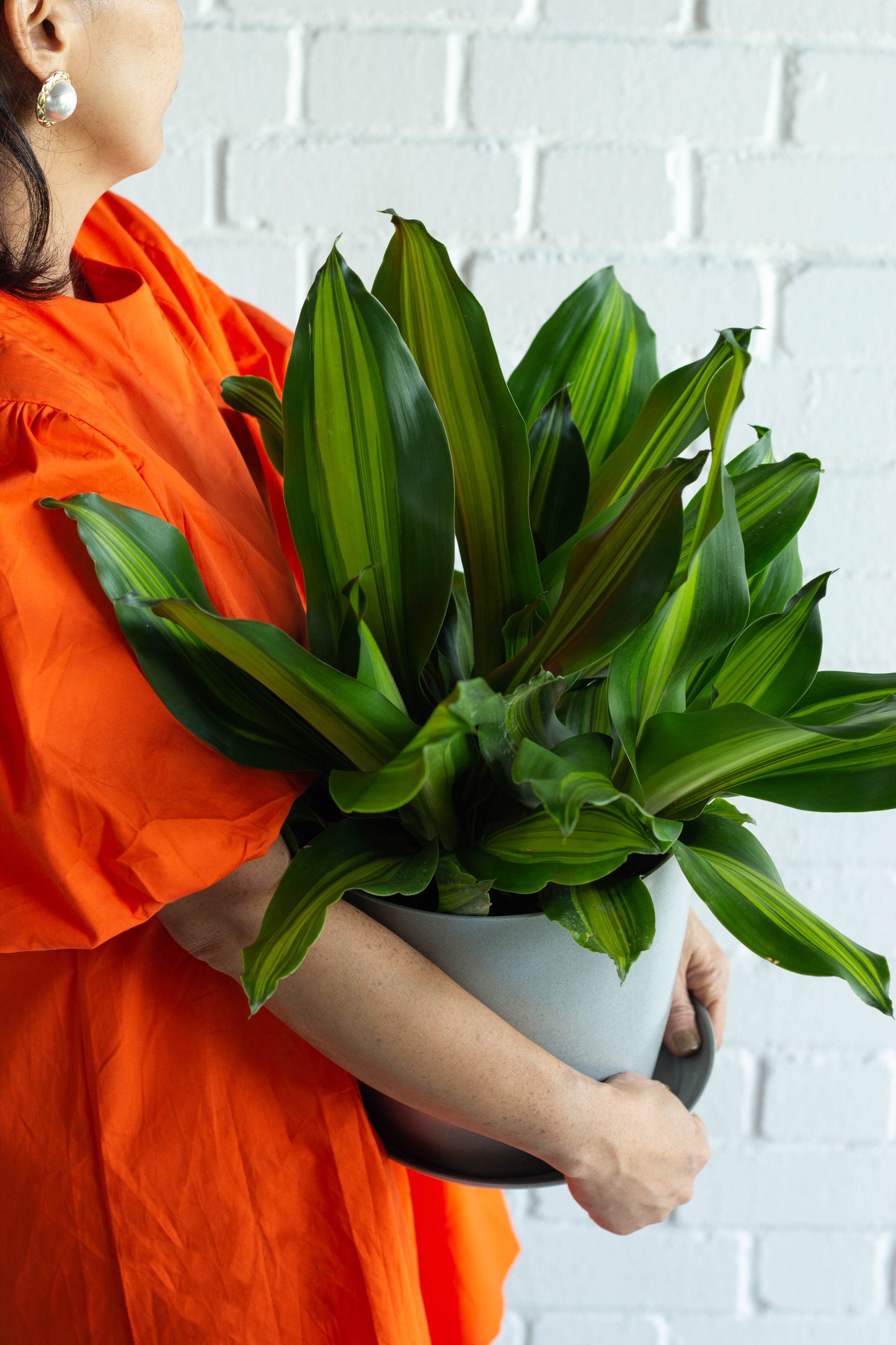 Dracaena Fragans