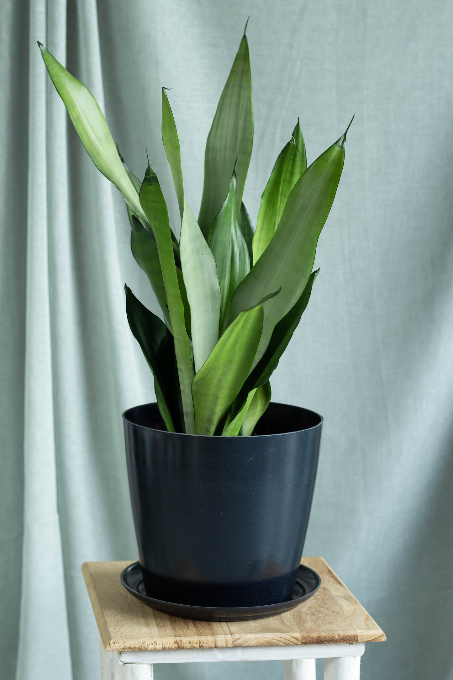 Sansevieria Moonshine