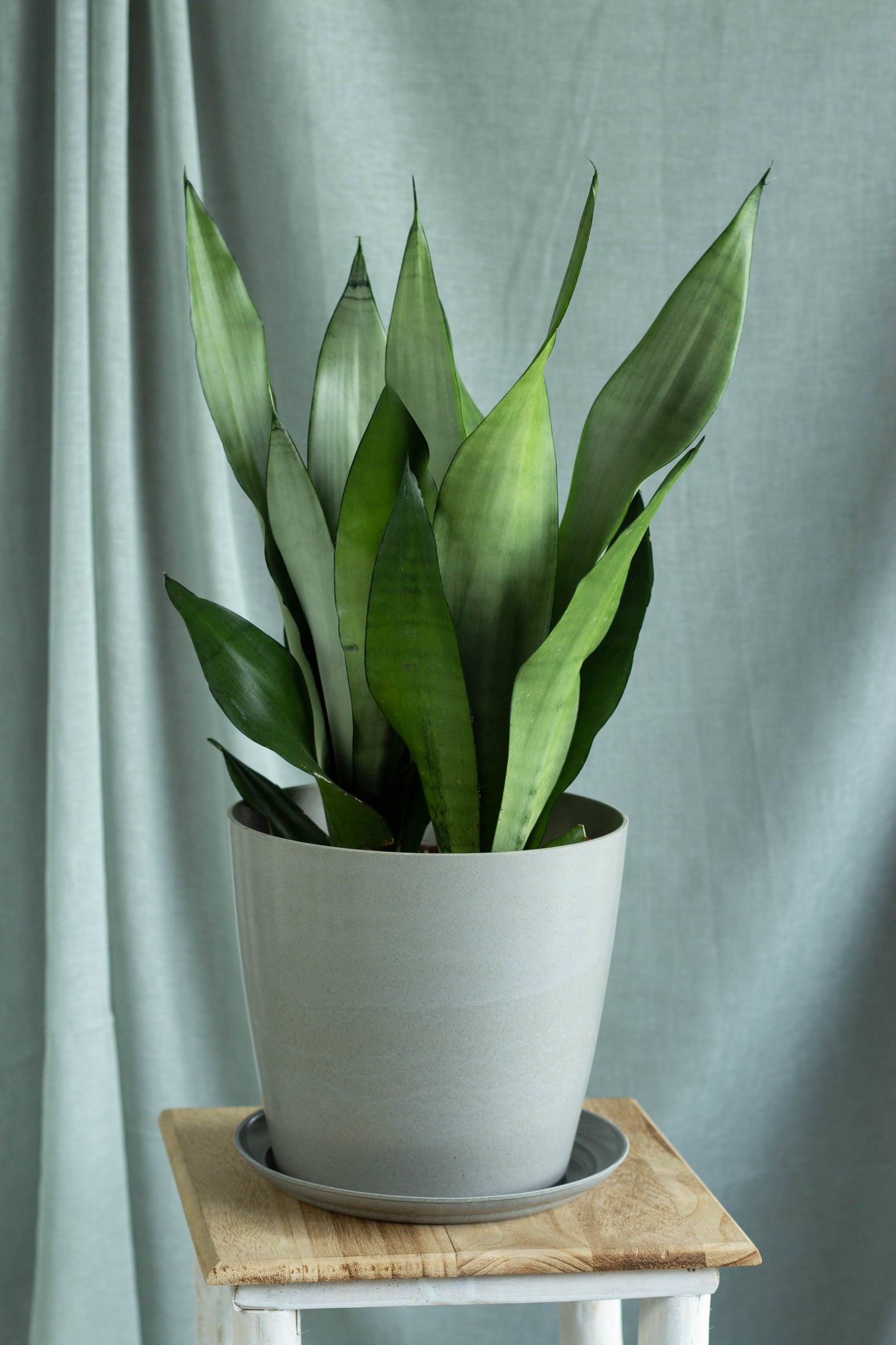 Sansevieria Moonshine