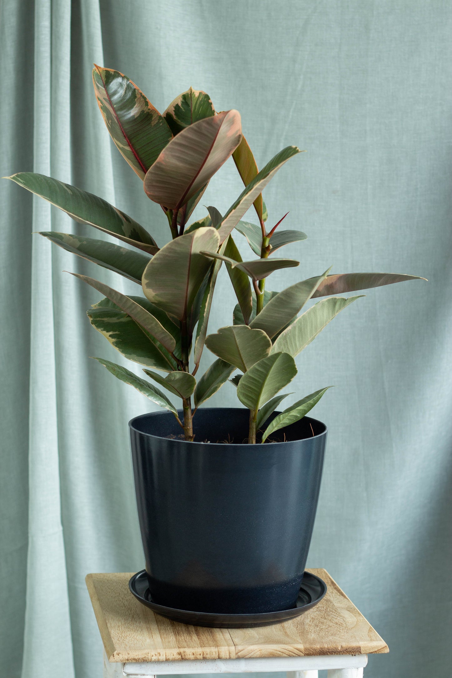 Ruby Rubber Plant