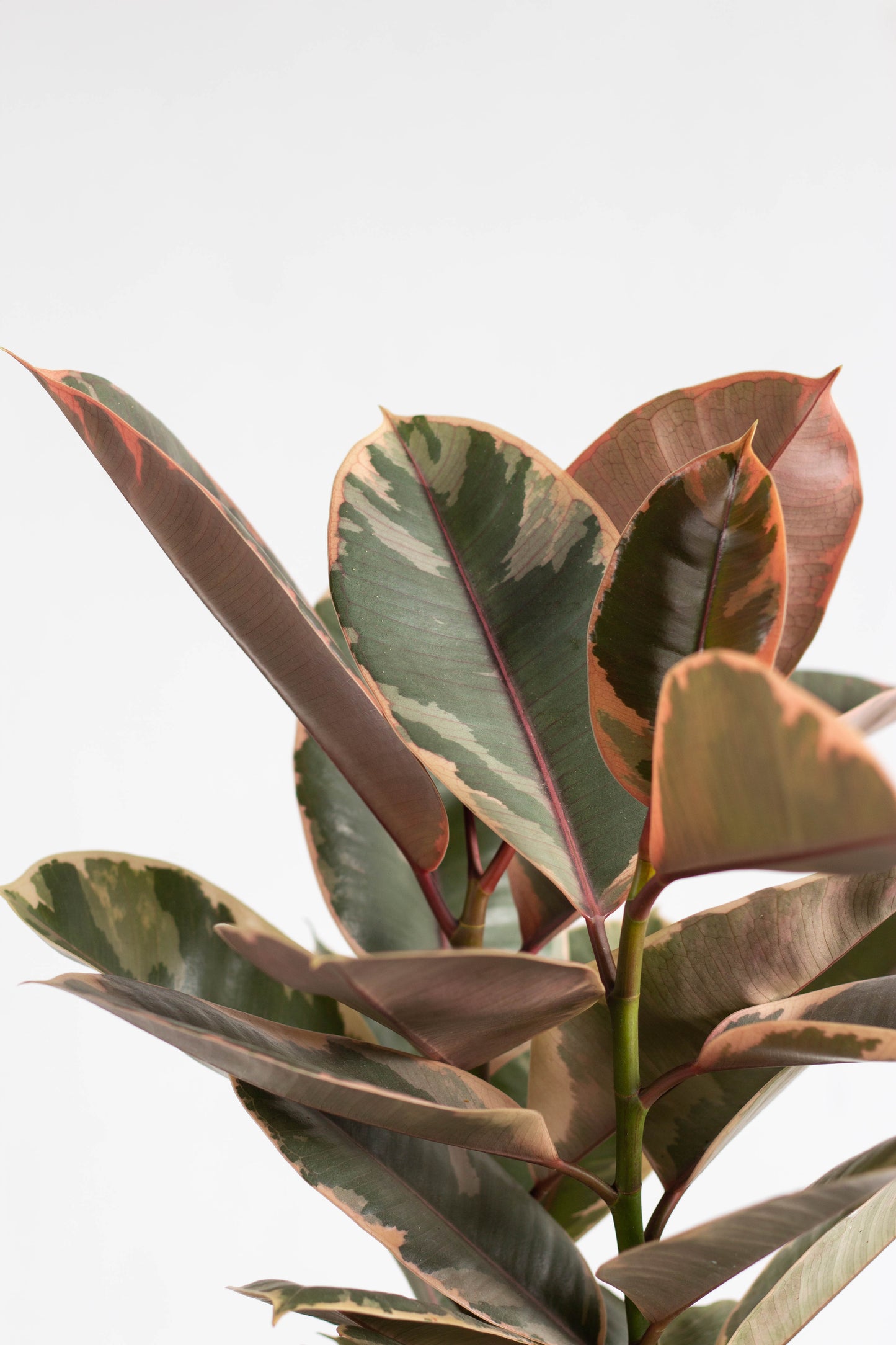 Ruby Rubber Plant