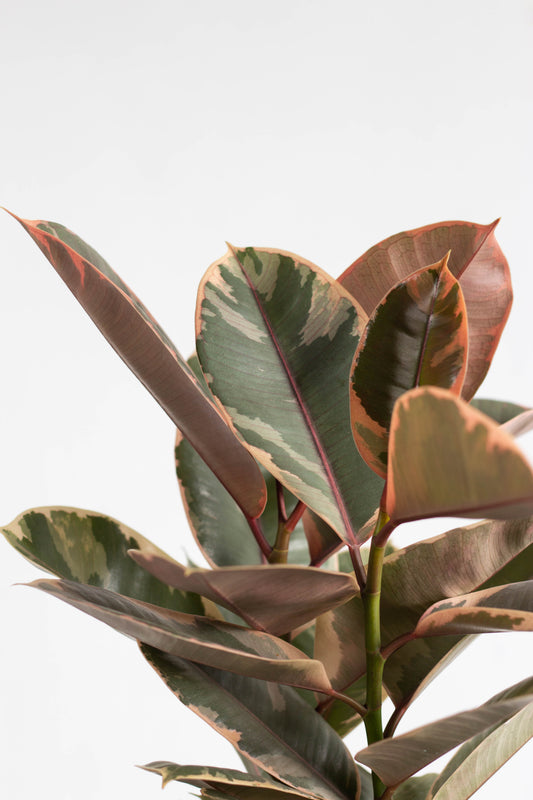 Ruby Rubber Plant
