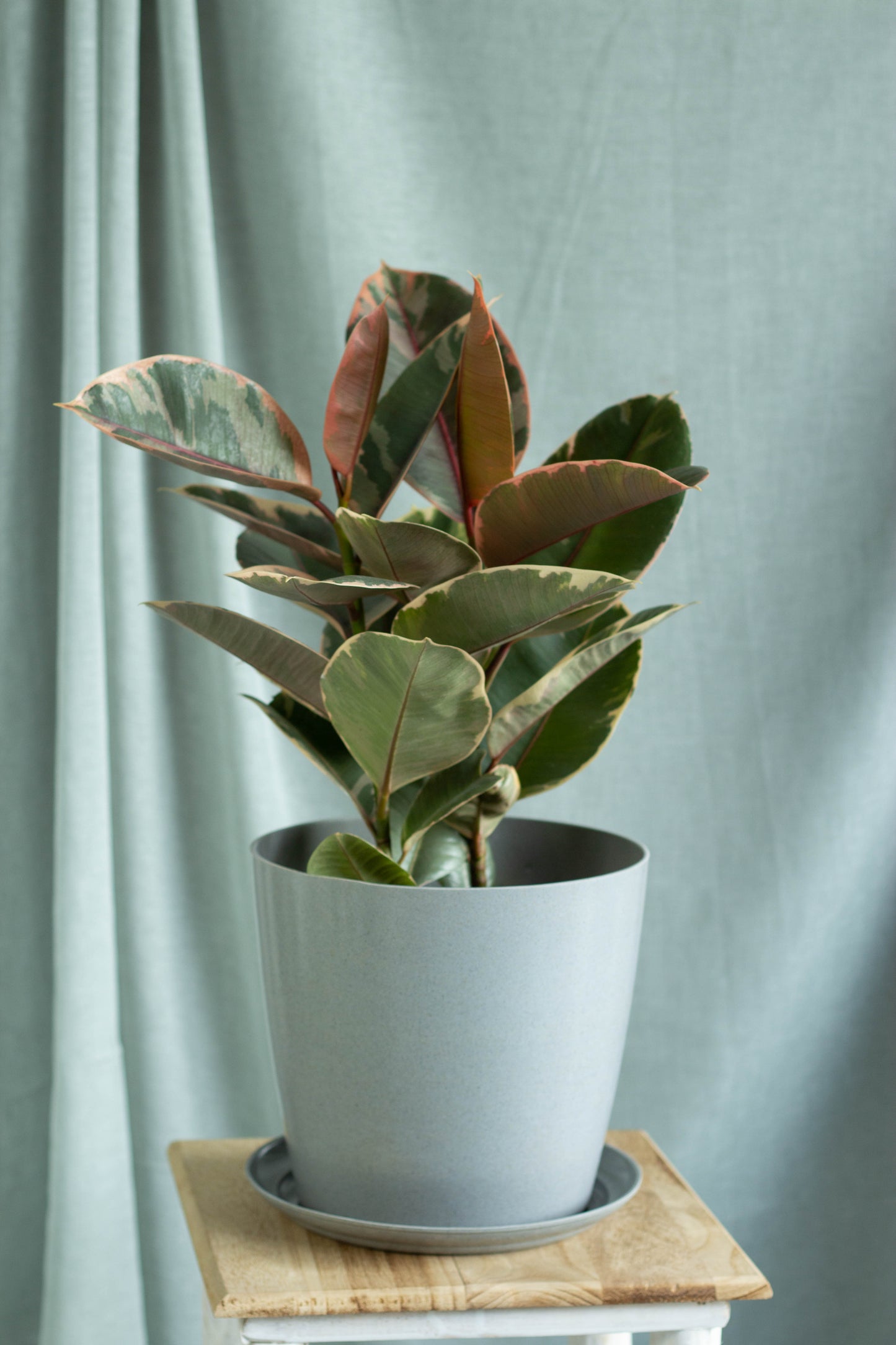 Ruby Rubber Plant