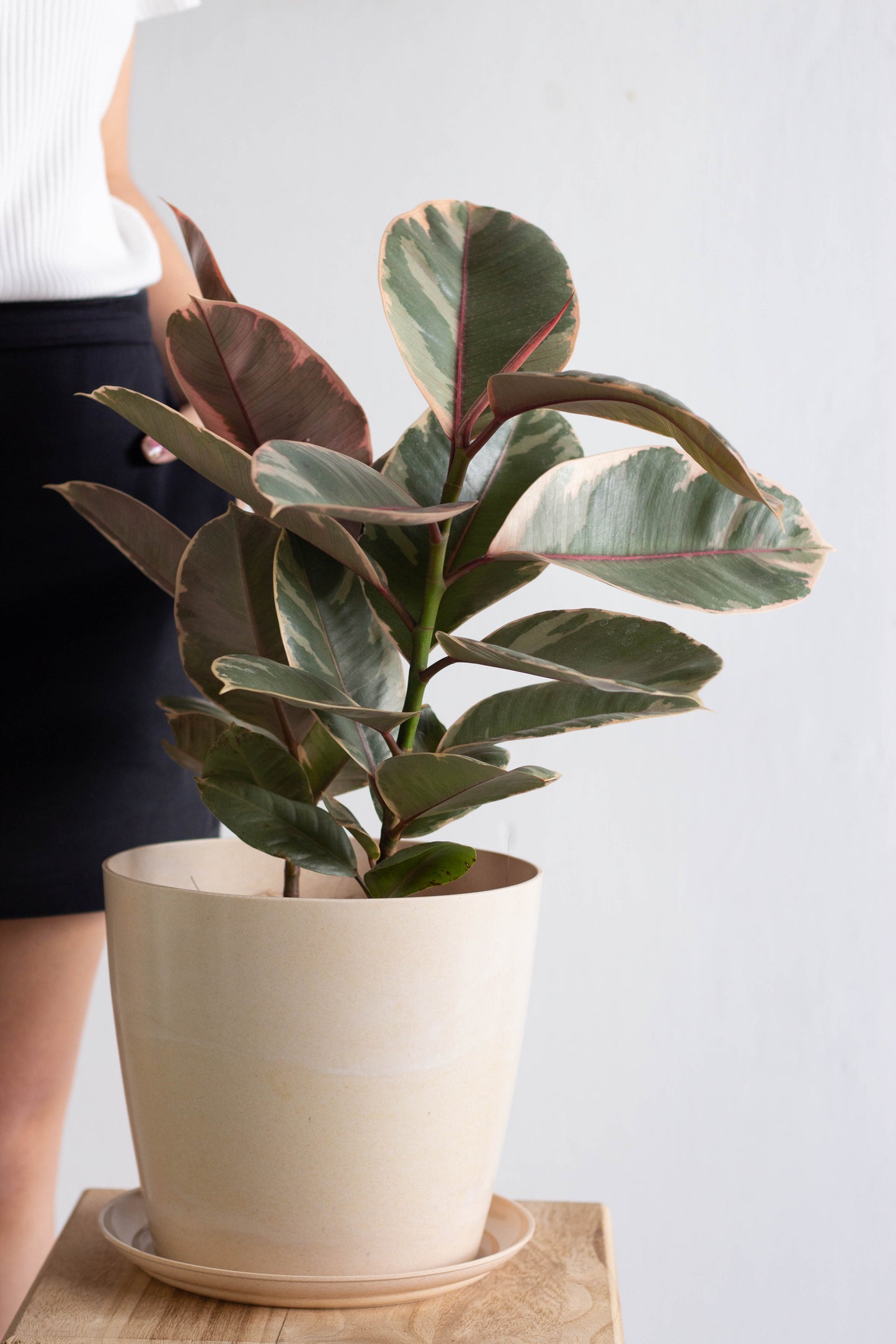 Ruby Rubber Plant