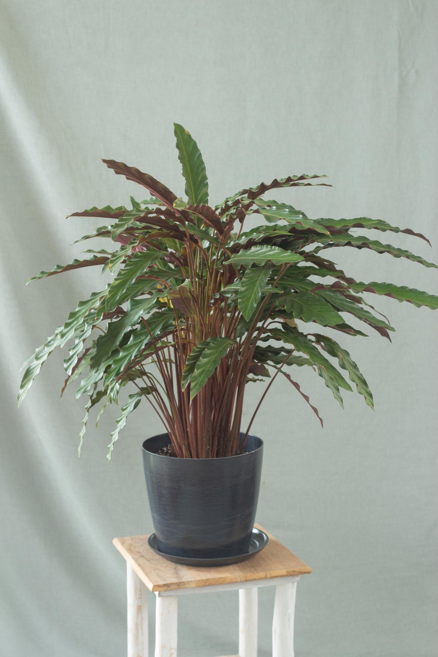 Calathea Wavestar