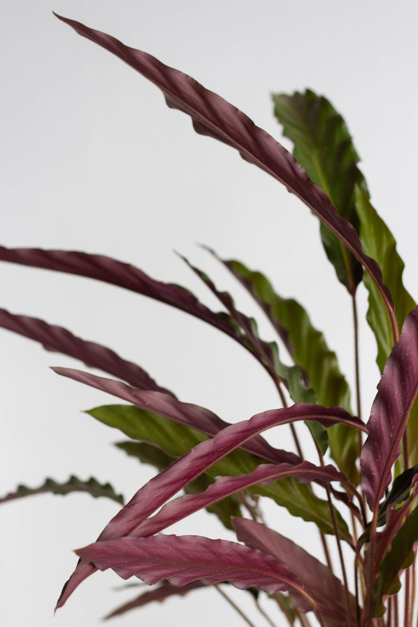 Calathea Wavestar