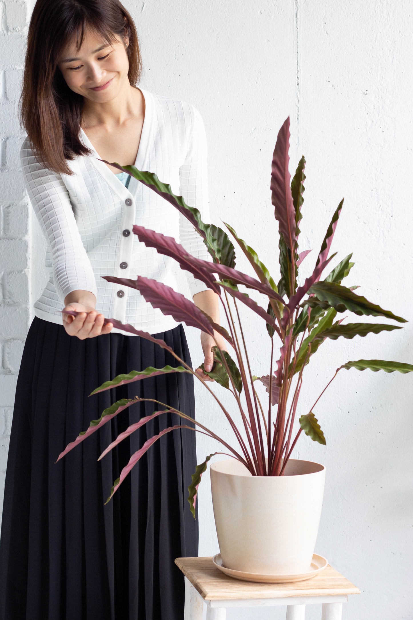 Calathea Wavestar