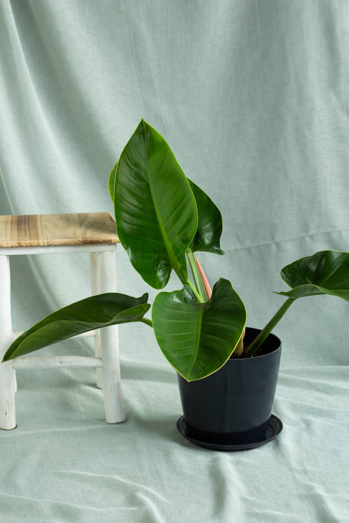 Philodendron Green Congo