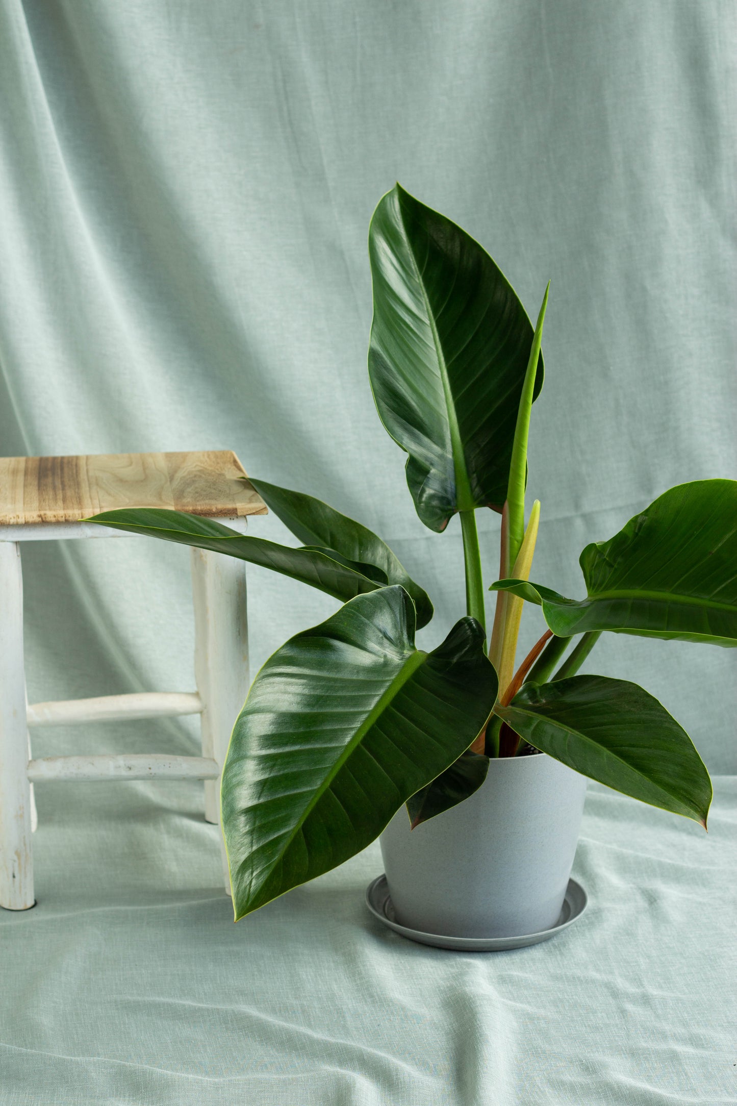 Philodendron Green Congo