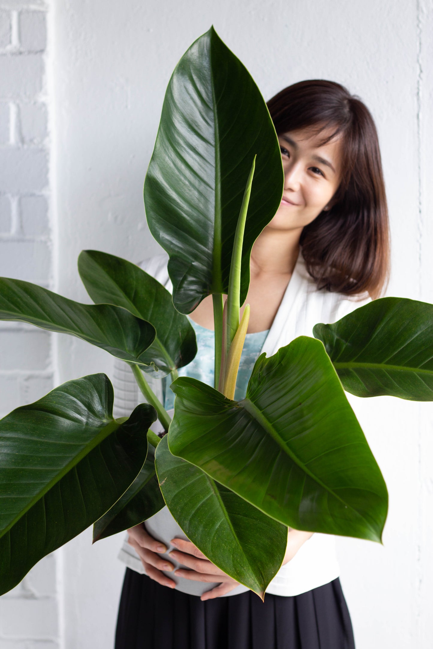 Philodendron Green Congo