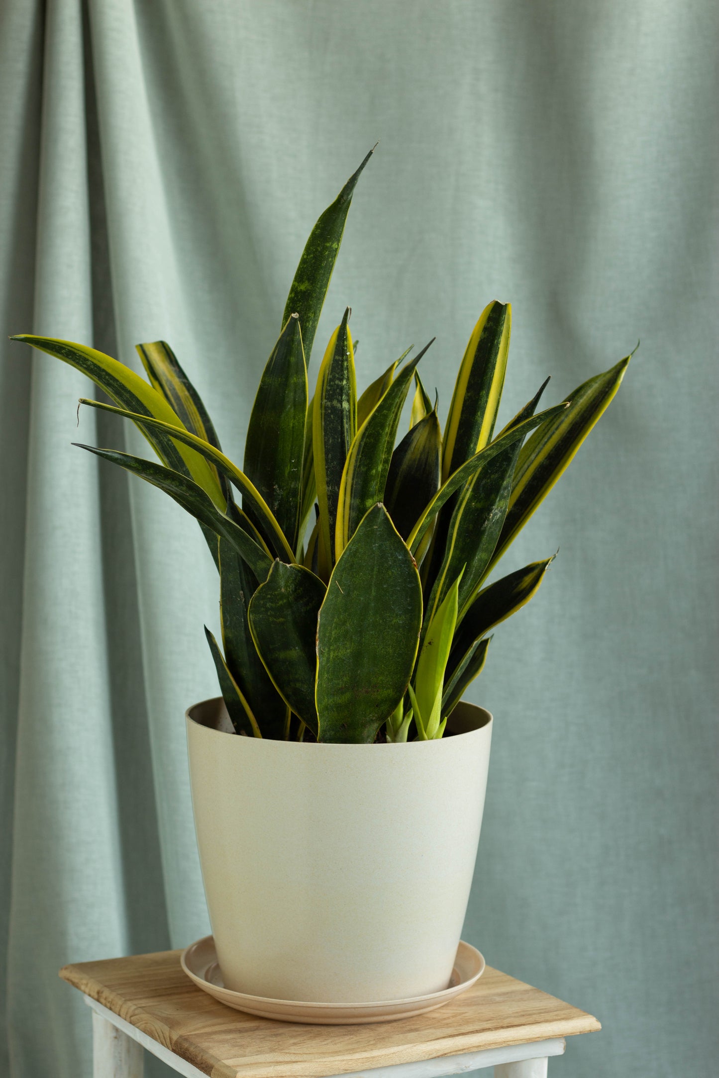 Sansevieria Gold Flame