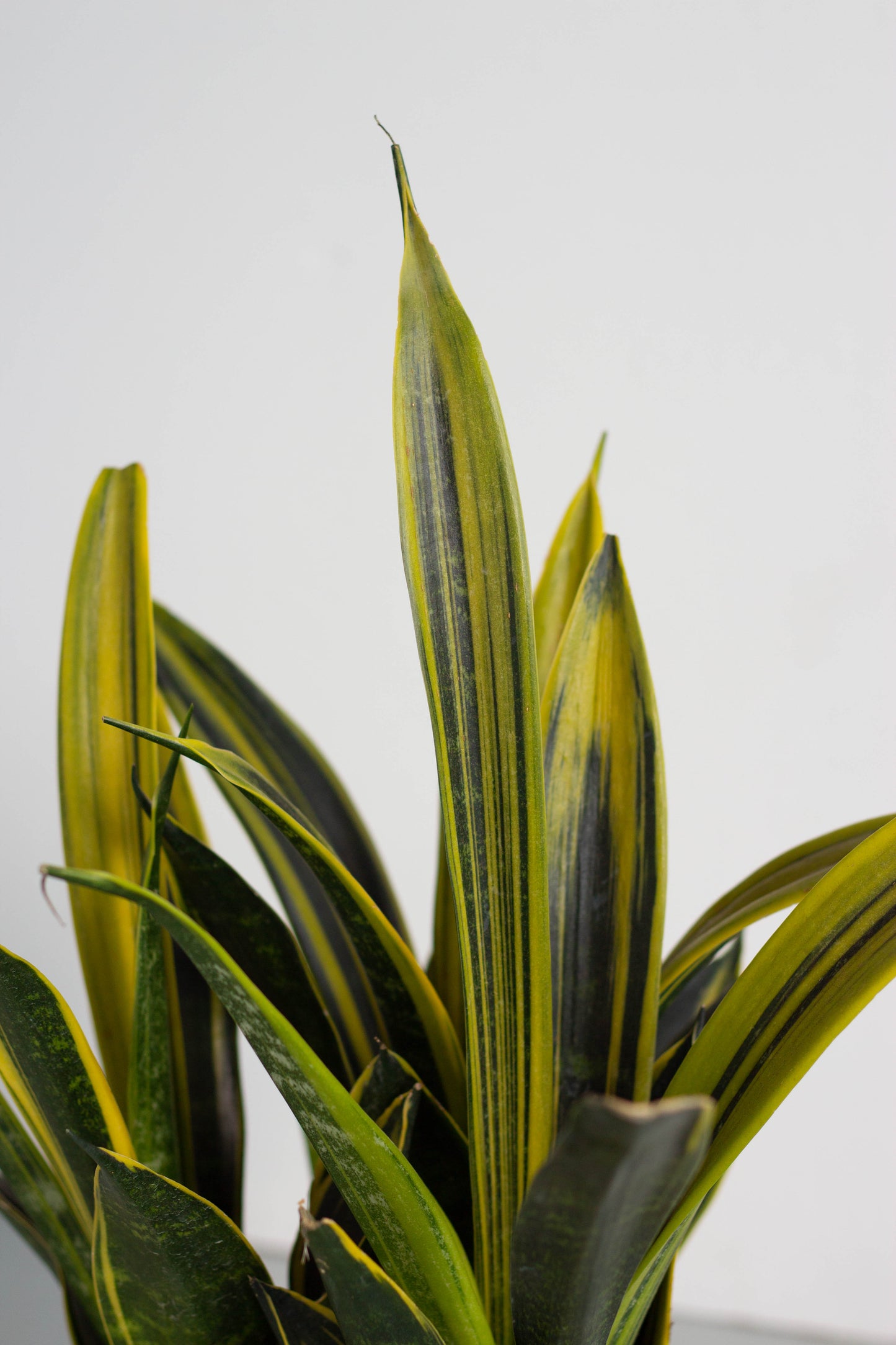 Sansevieria Gold Flame