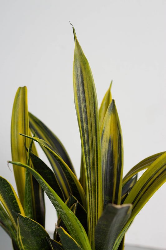 Sansevieria Gold Flame