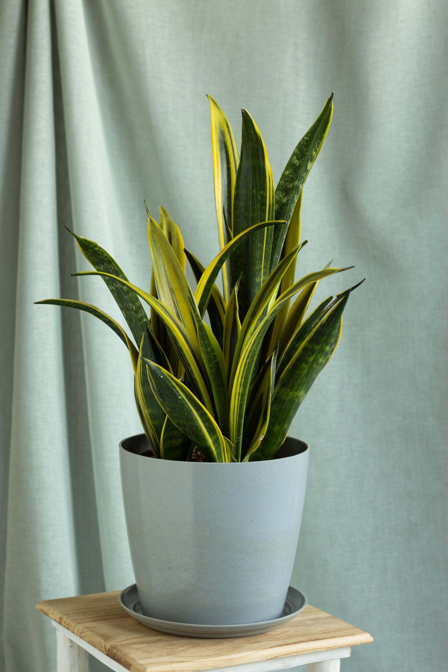 Sansevieria Gold Flame