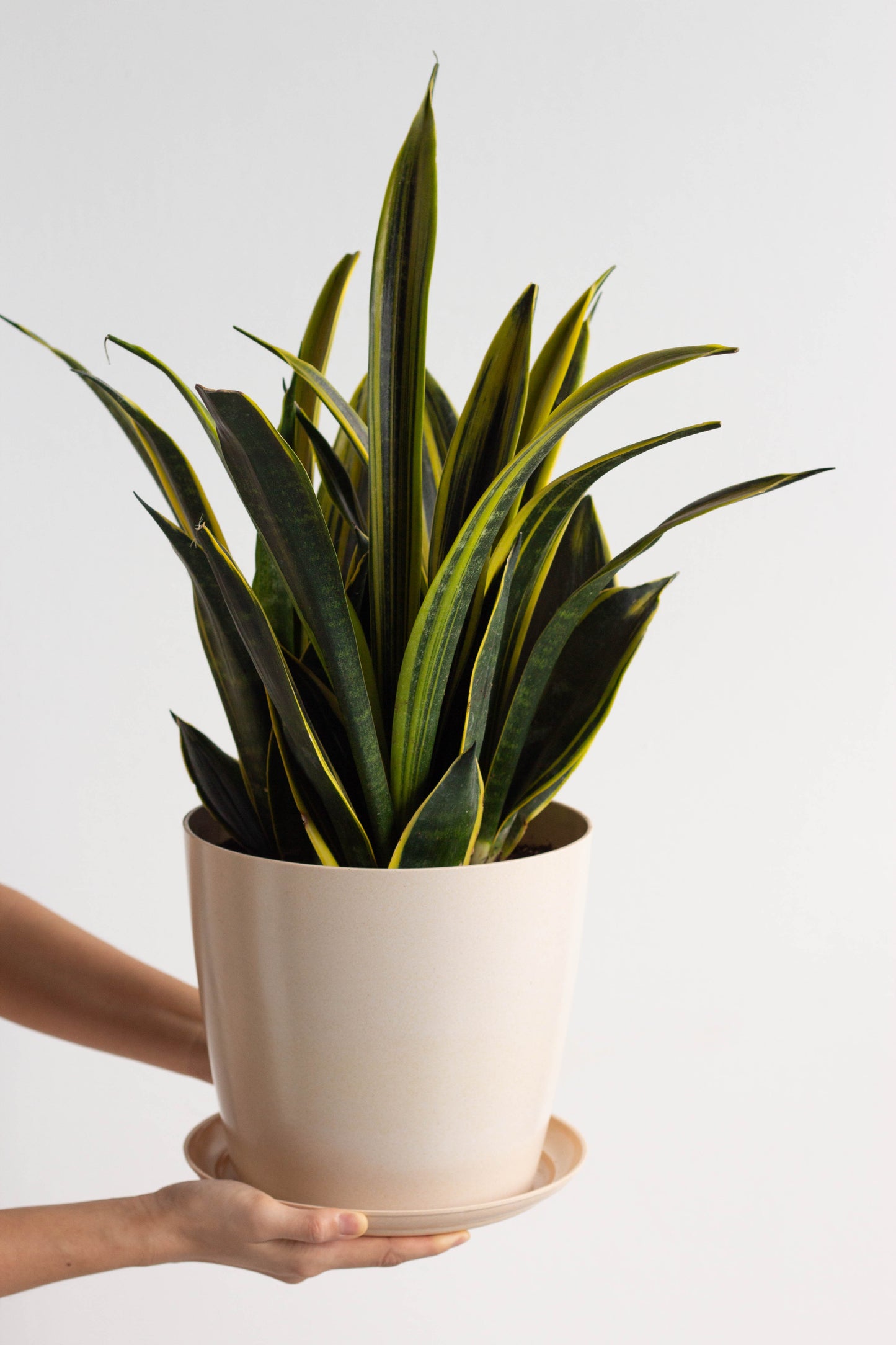 Sansevieria Gold Flame