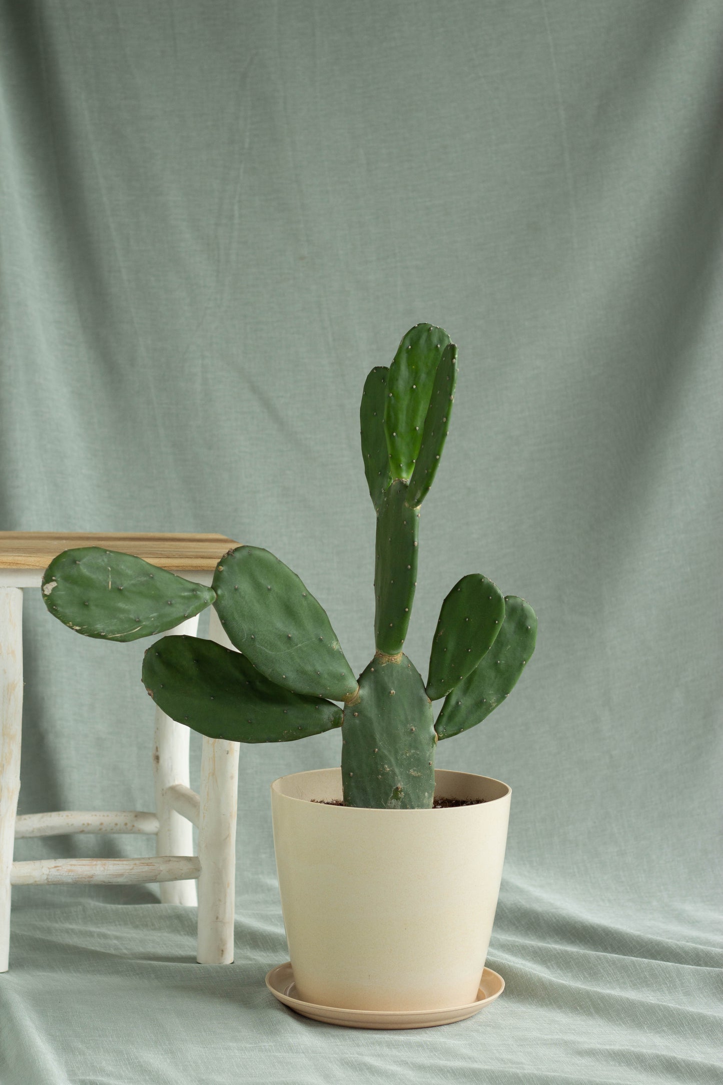 Prickly Pear Cactus